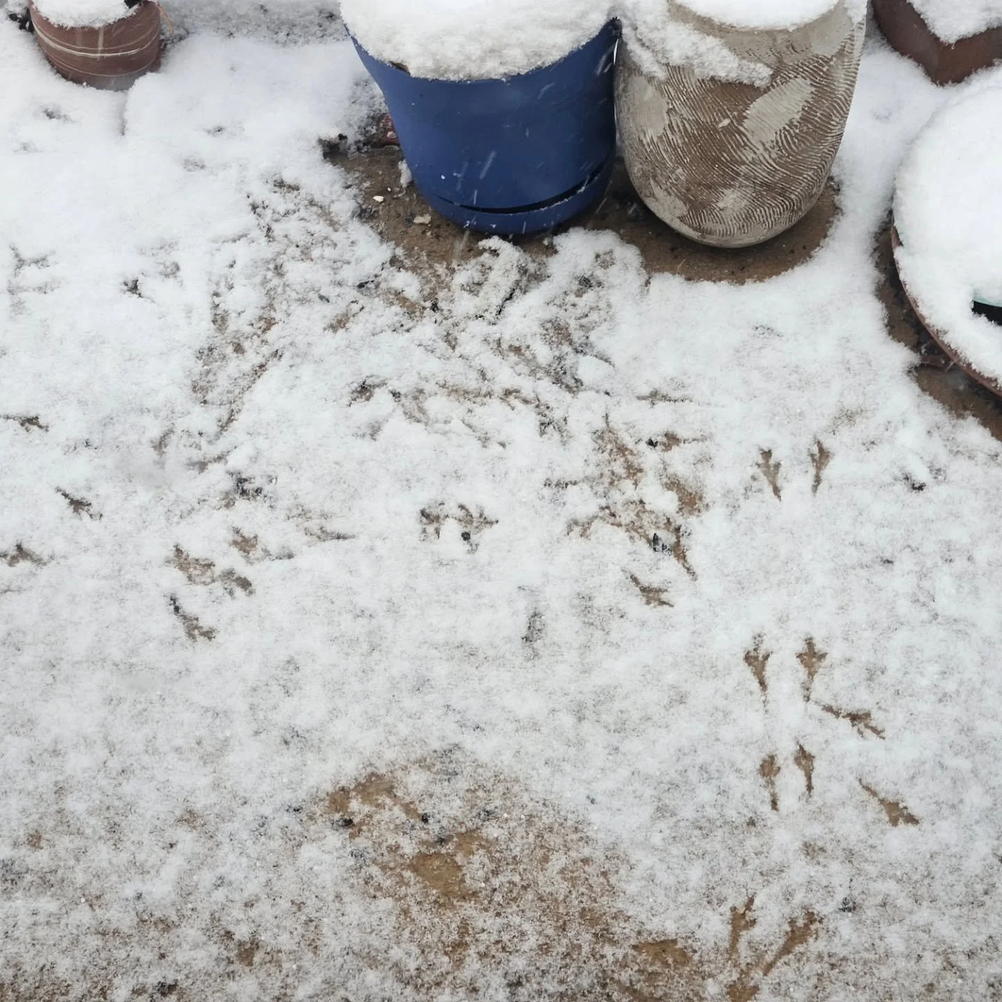 For those who like birds- a ruby crowned kinglet came to my feeder yesterday. ❤️