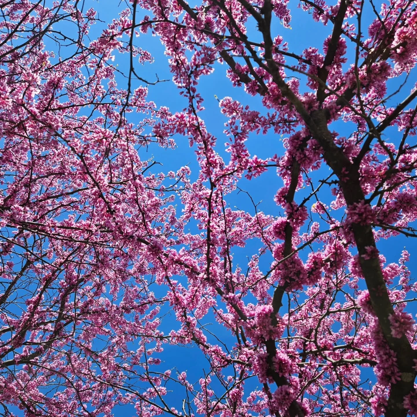 🩷🩷🩷 SPRING 🩷🩷🩷