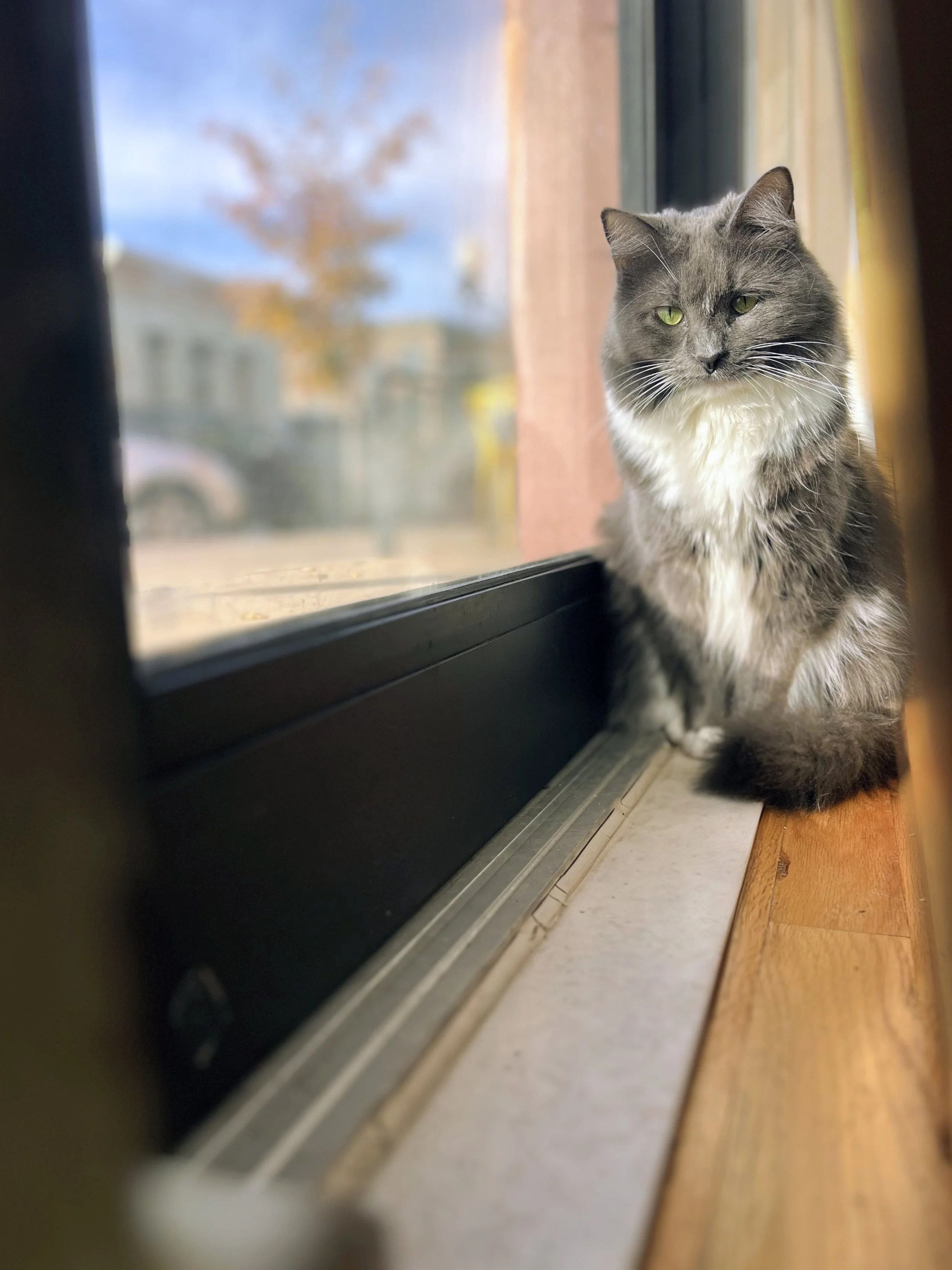 IMG_2458.HEIC~2 copy.jpg