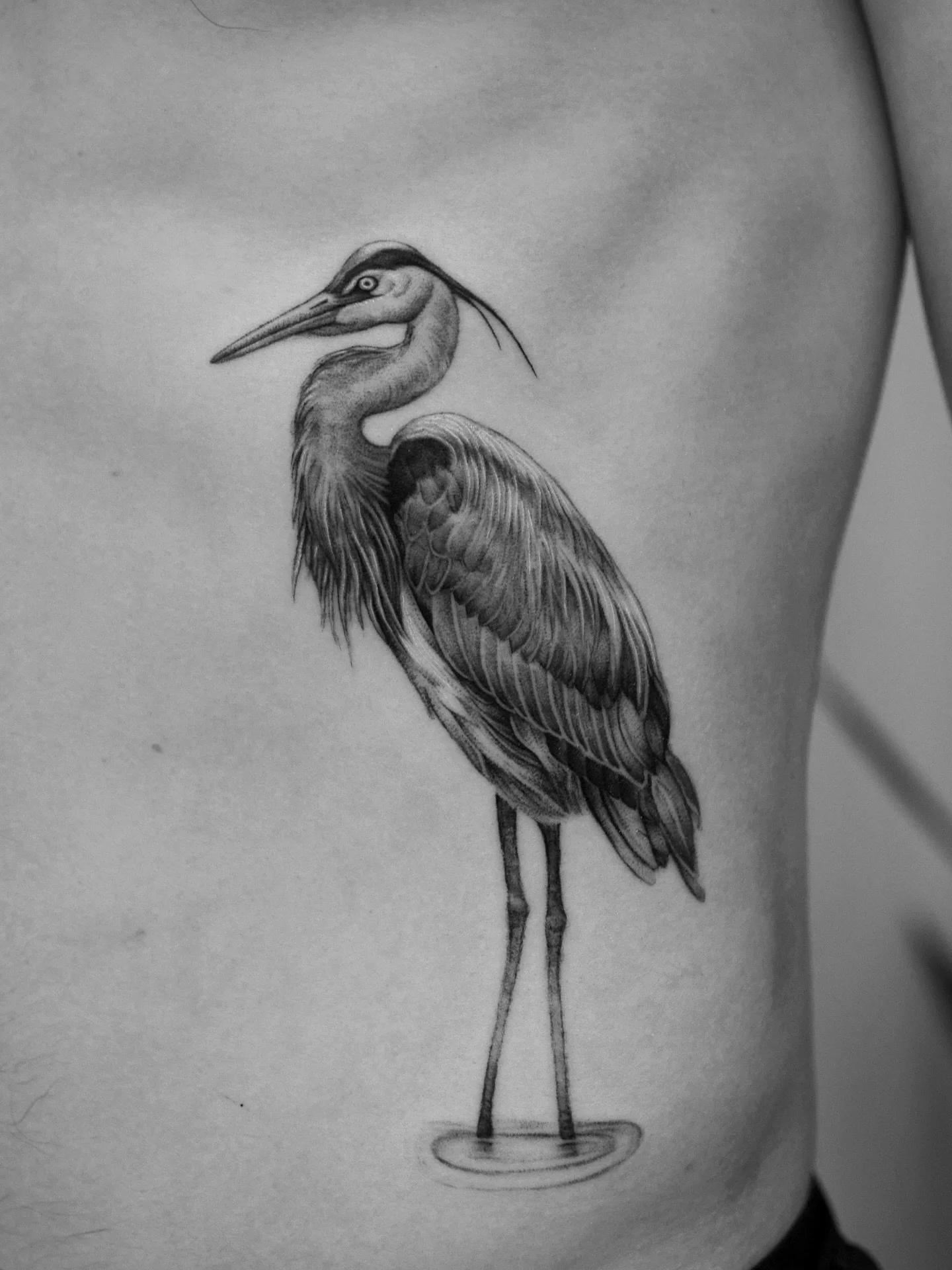 Great Blue Heron for Dan 

Always honored to tattoo my friends especially when the pieces come with special meanings. 

#heron #greatblueheron #herontattoo #realismtattoo #finelinerealism #seattletattoos #seattletattooartist #ribtattoo