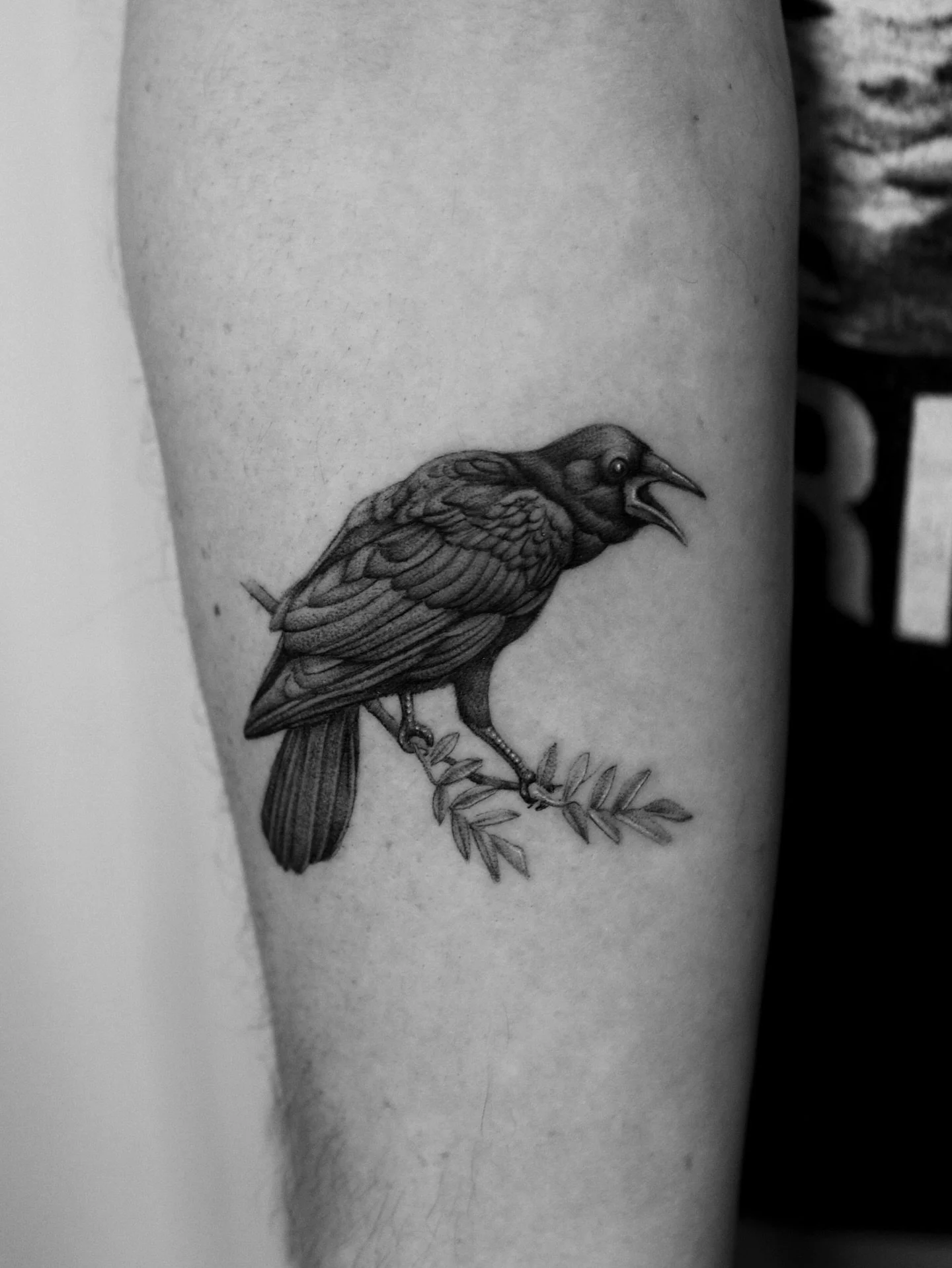 Crows for Gerry .

Pictured on Rowan and Pine Branches

Always a huge pleasure catching up with old friends and sharing the stories since I&rsquo;ve last seen them. 
Such a special piece and congratulations on your first tattoo!

#crowtattoo #seattle