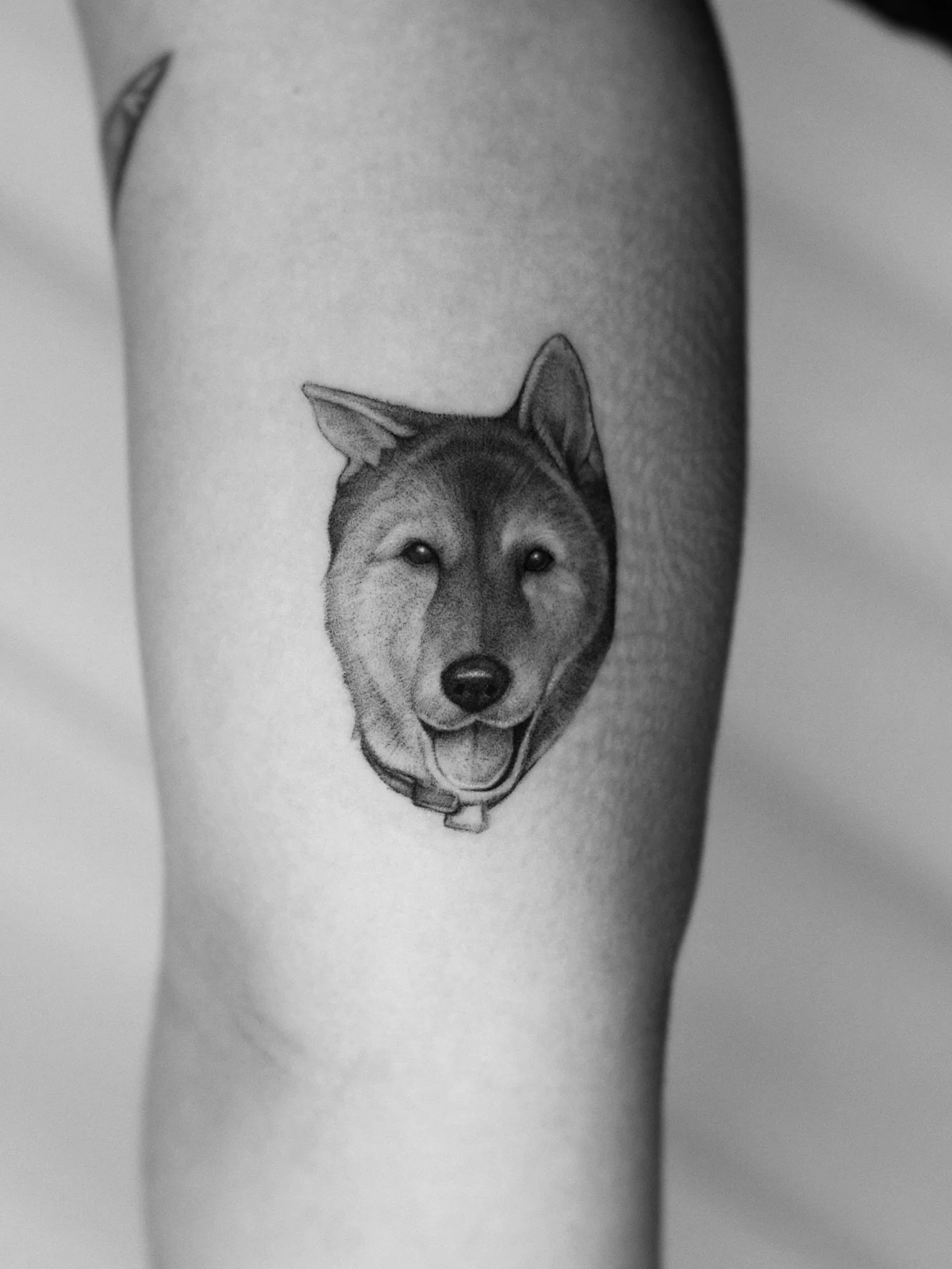 RIP Mochi 

Thanks to Sammie for allowing me to commemorate her sweet pup. 

#seattletattoos #dogportrait #portraittattoo