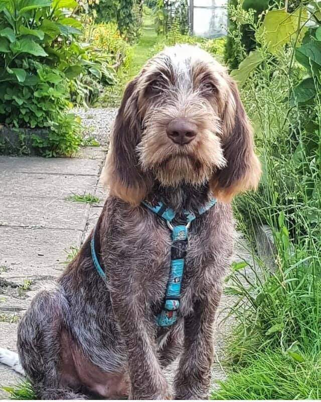 Spinone Italiano.jpeg