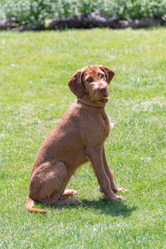wirehaired vizsla.jpg