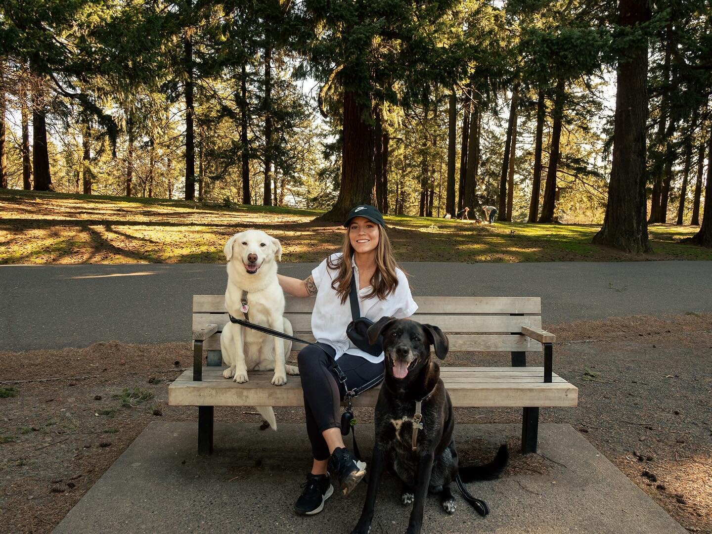 Big news! I&rsquo;m thrilled to introduce my latest passion project &ldquo;Walking Victories&rdquo; - an online course designed specifically for reactive dog owners! For all my fellow reactive dog parents out there, this one&rsquo;s made just for you