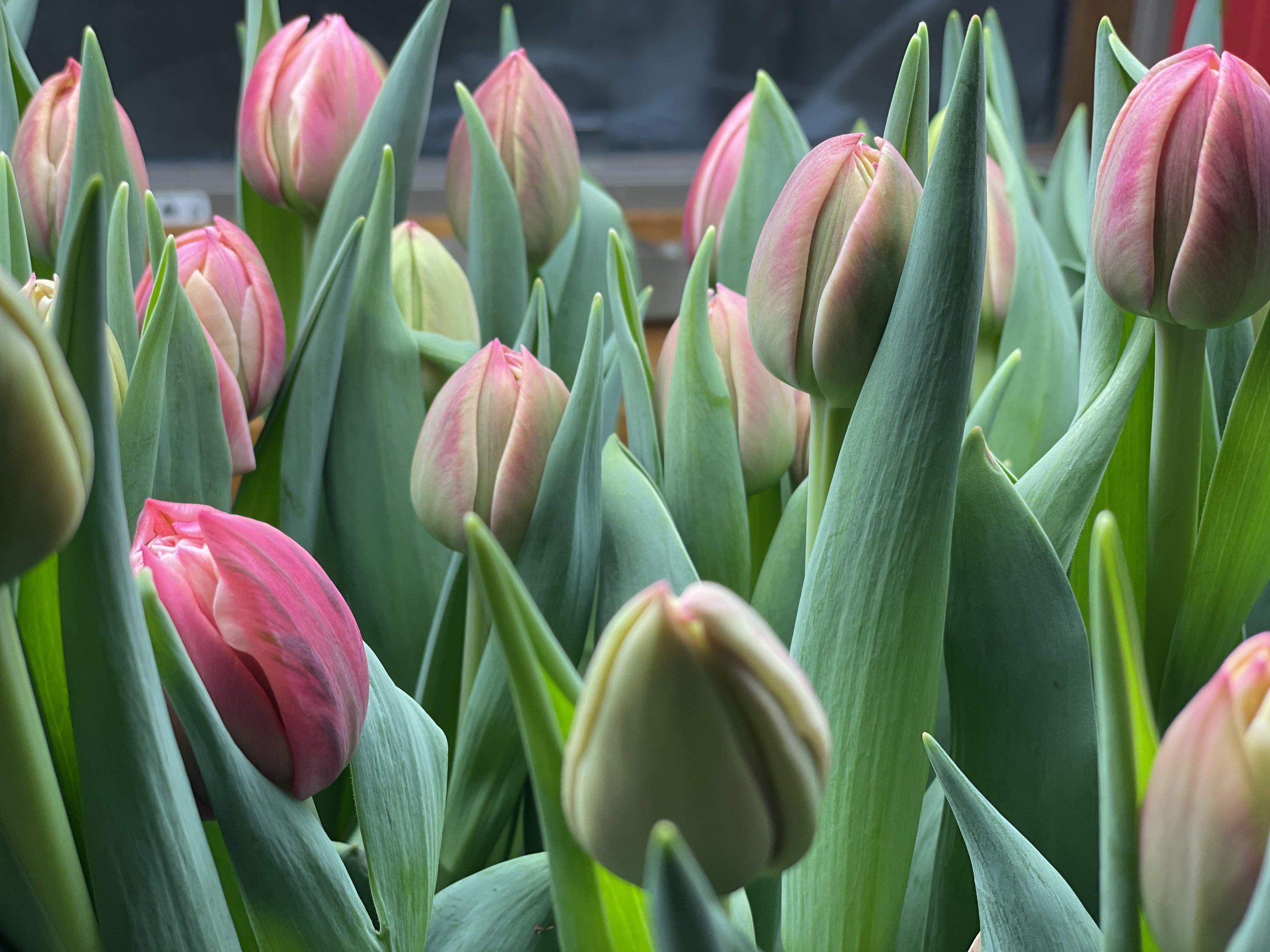 TulipBuds2022a.jpg