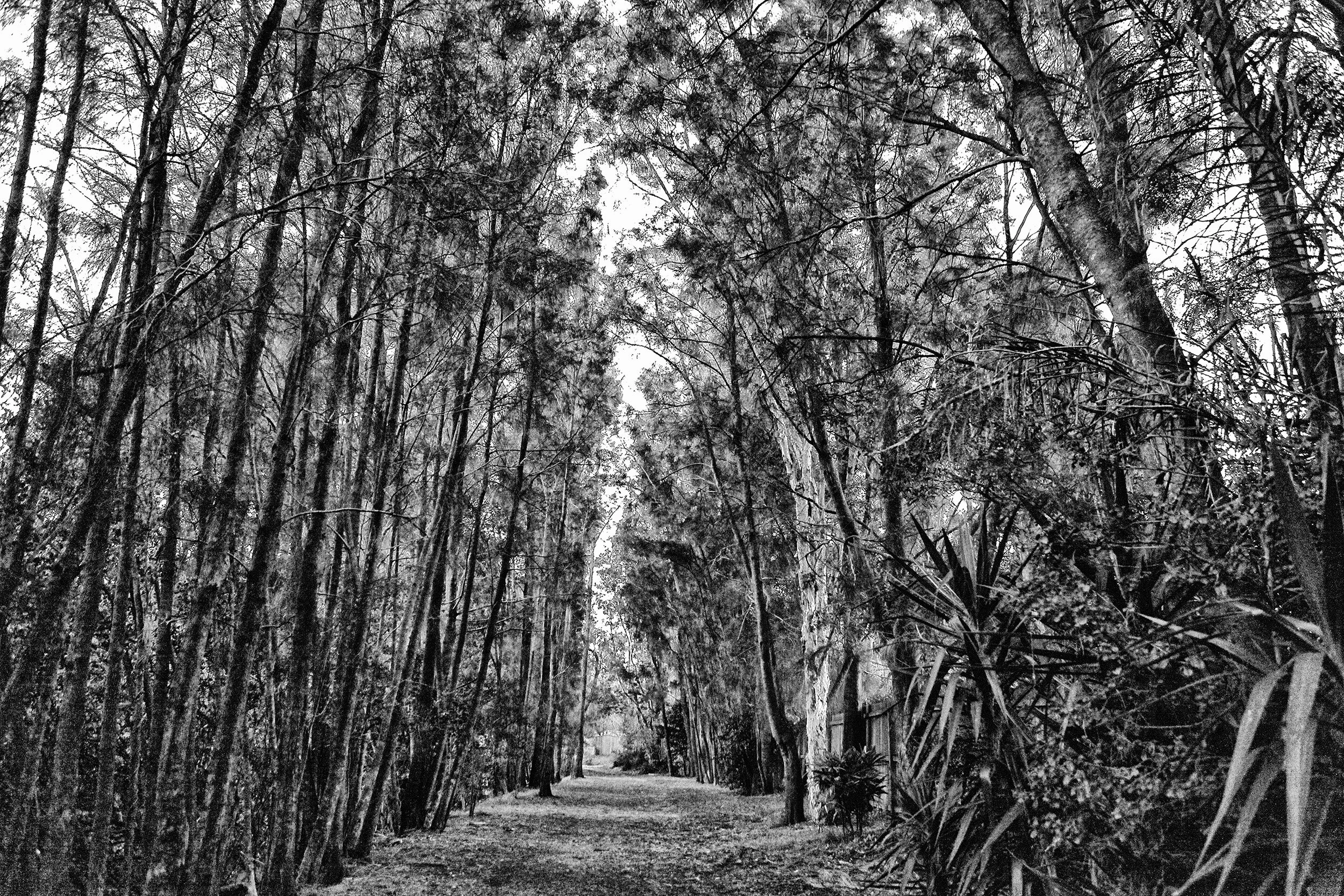 _MG_4555WEB.jpg