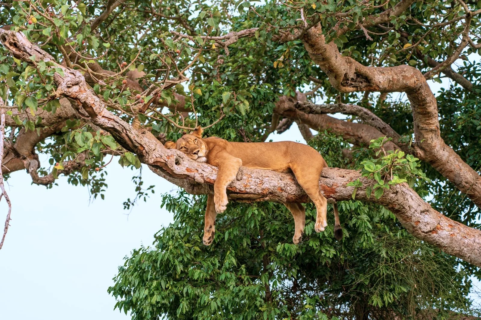 Yoga & Safari in Tanzania & Zanzibar ~ adventure, transformation, and reconnection