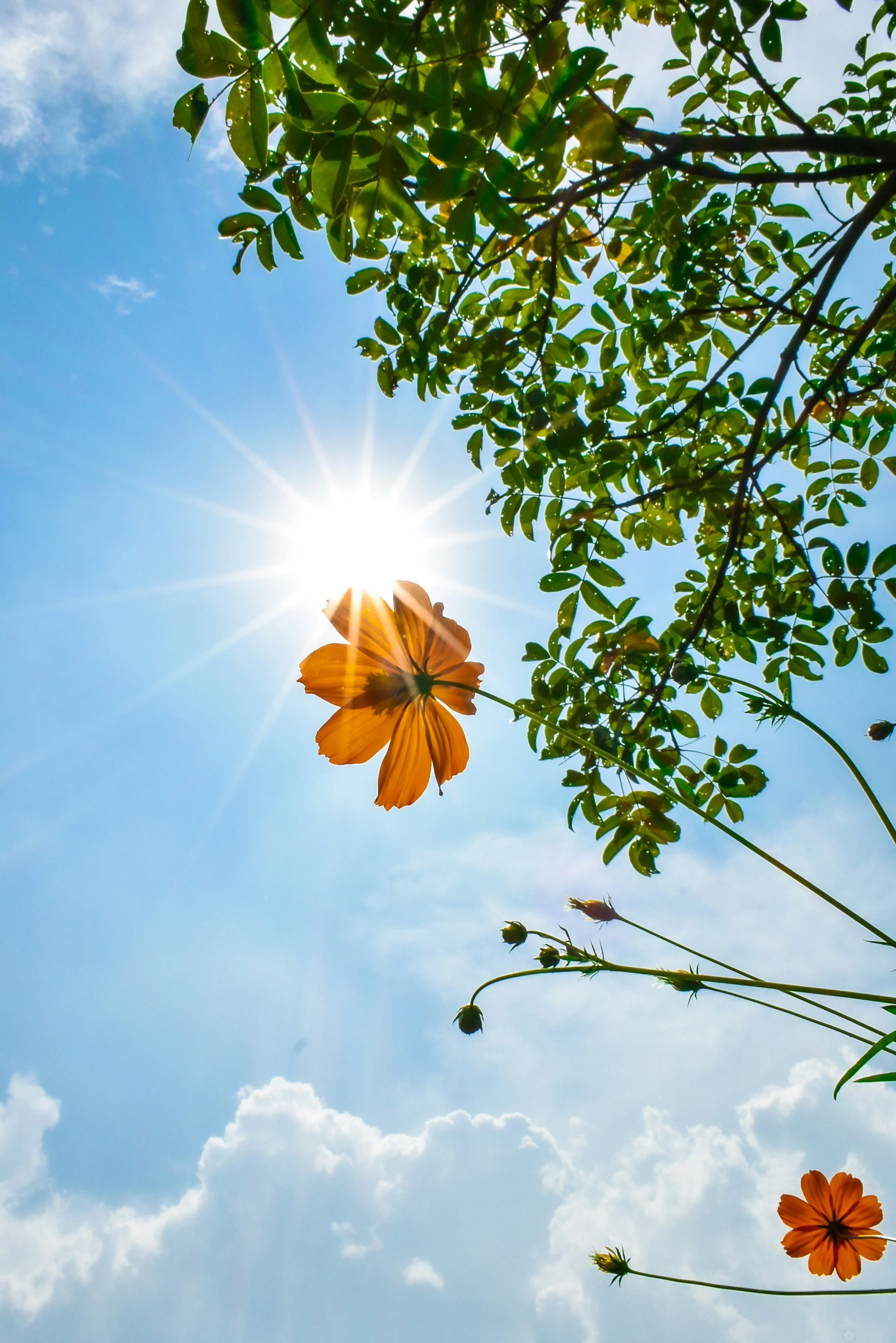 Summertime Wellness ~ Yoga &amp; Ayurveda Day Retreat 