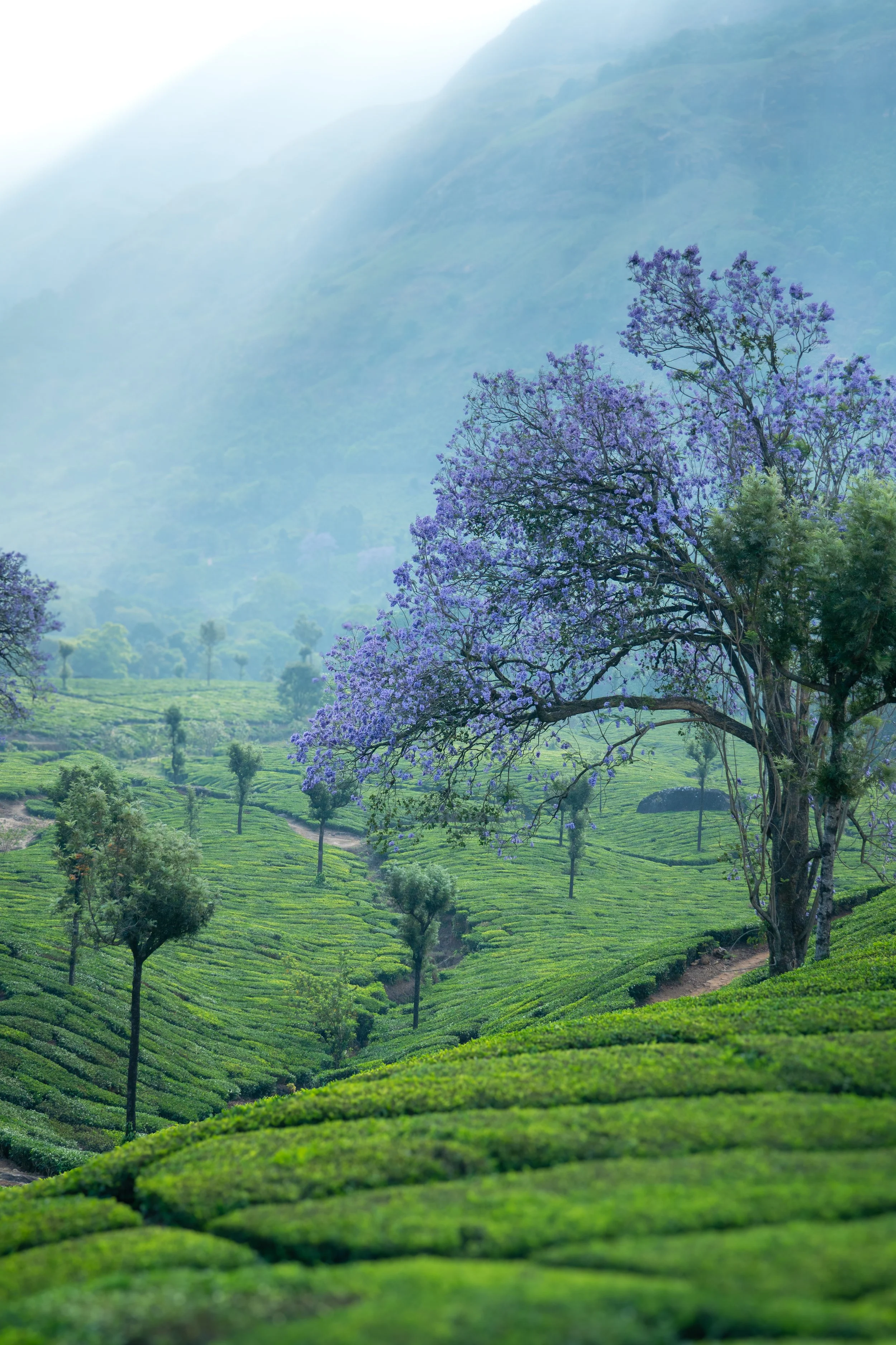 Jacaranda trees Munnar Route.JPG