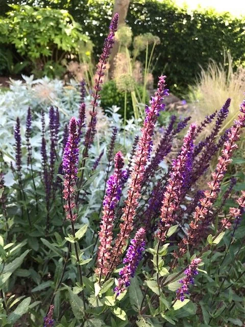 Purple and pink flowering plants in a garden with green foliage and trees in the background.