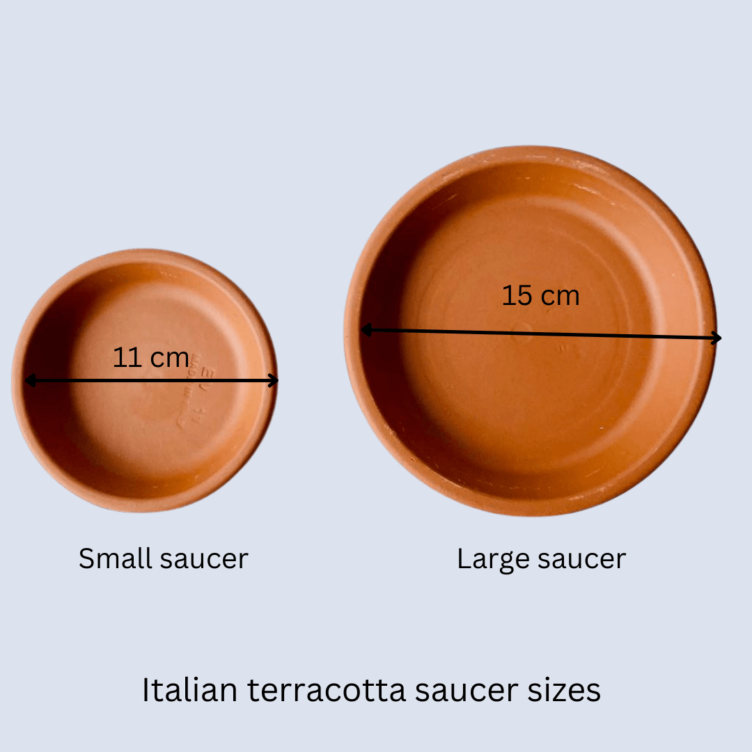 saucer sizes.png