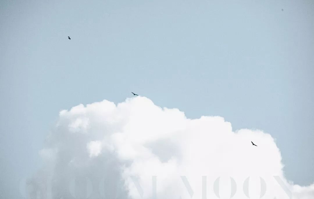 Birds flying high.

Nature is the inspiration for all Gloom Moon desings. It's the core of everything we believe in. It's also super pretty. 

#newdawn #newday #newlife #gloommoon #launch #clouds #birds #sustainablefashion #sustainability #desaturate