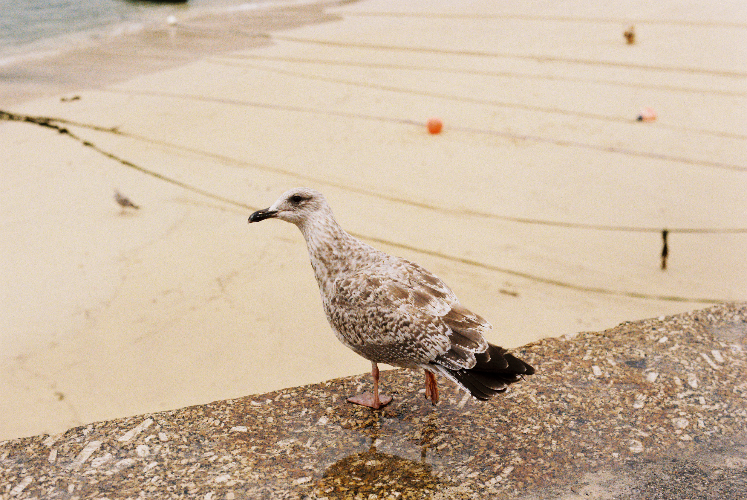 seagull.png