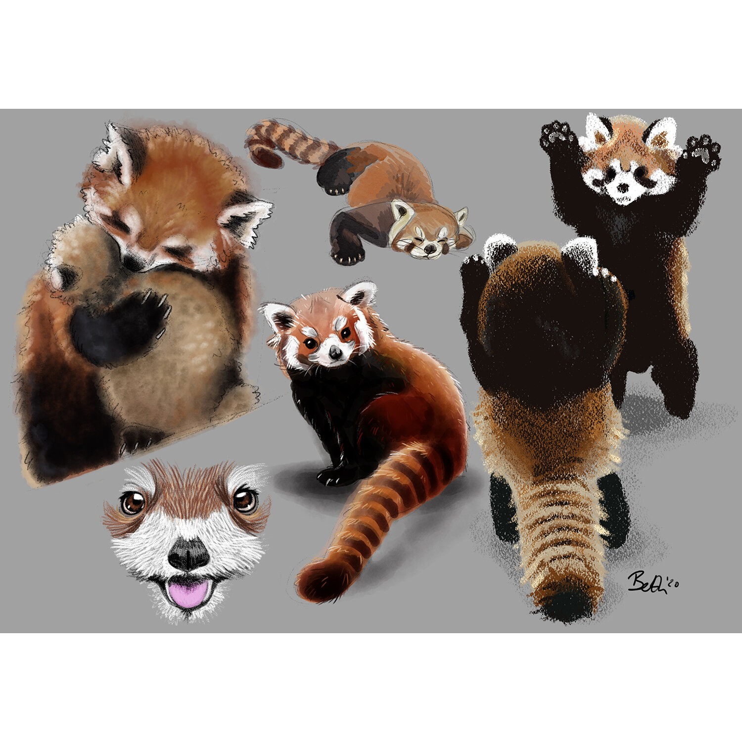 RedPandasStudy.jpg