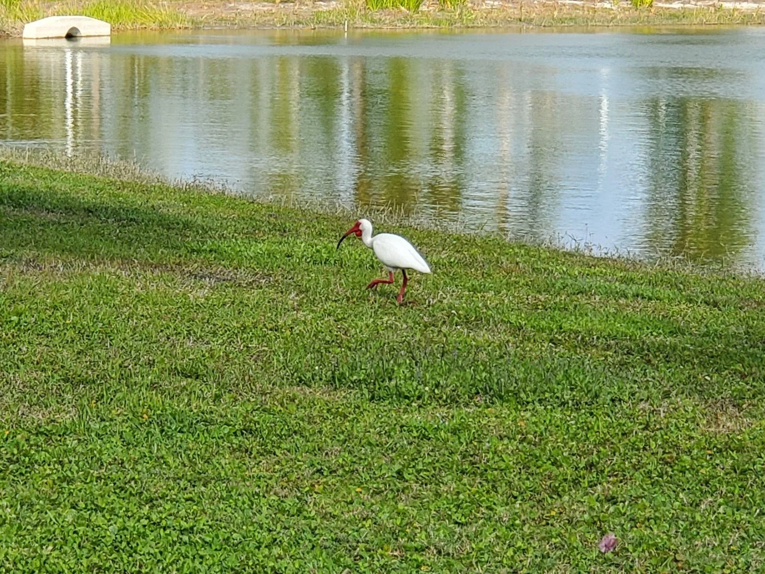 American White Ibis.jpg