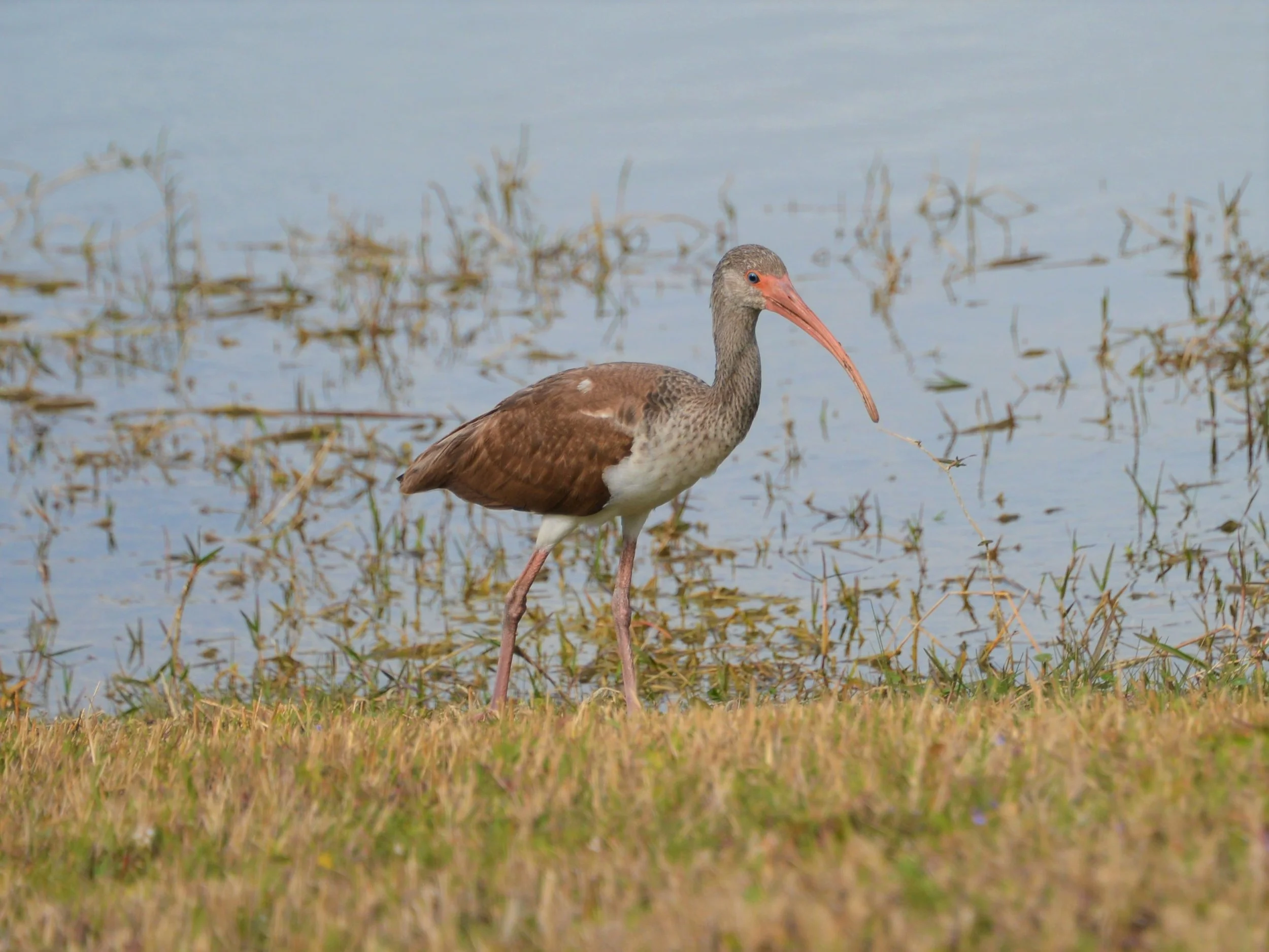 Juvenile American White Ibis.jpg