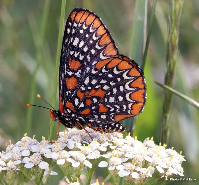 National Pollinator Week June 22nd