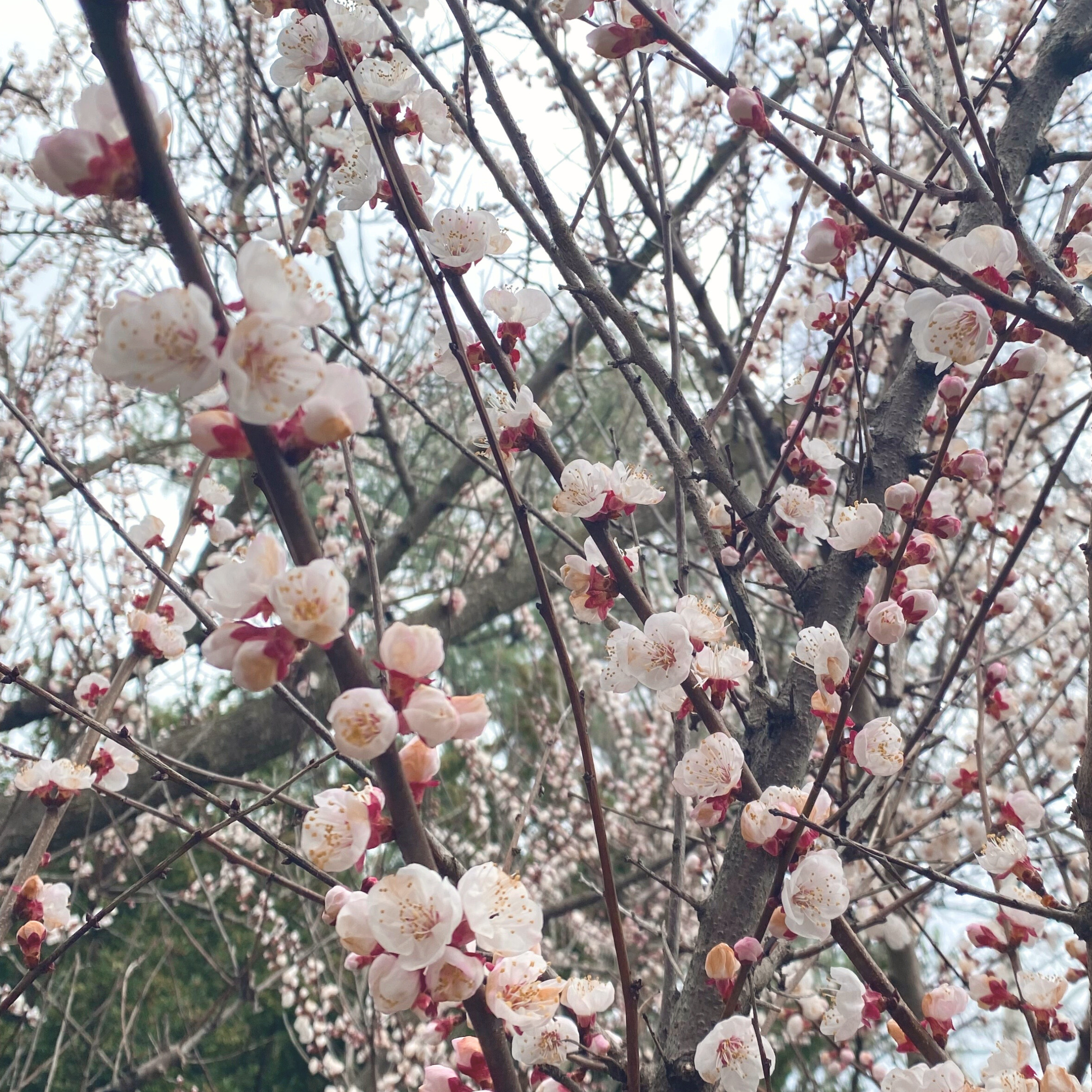 🌷 WOOD ELEMENT: GROW AND STRETCH - An expansive yet grounding guided meditation to support spring vitality. This practice invites flexibility, circulation, and clear direction through mindful stretching, breath, and awareness, helping growth unfold 