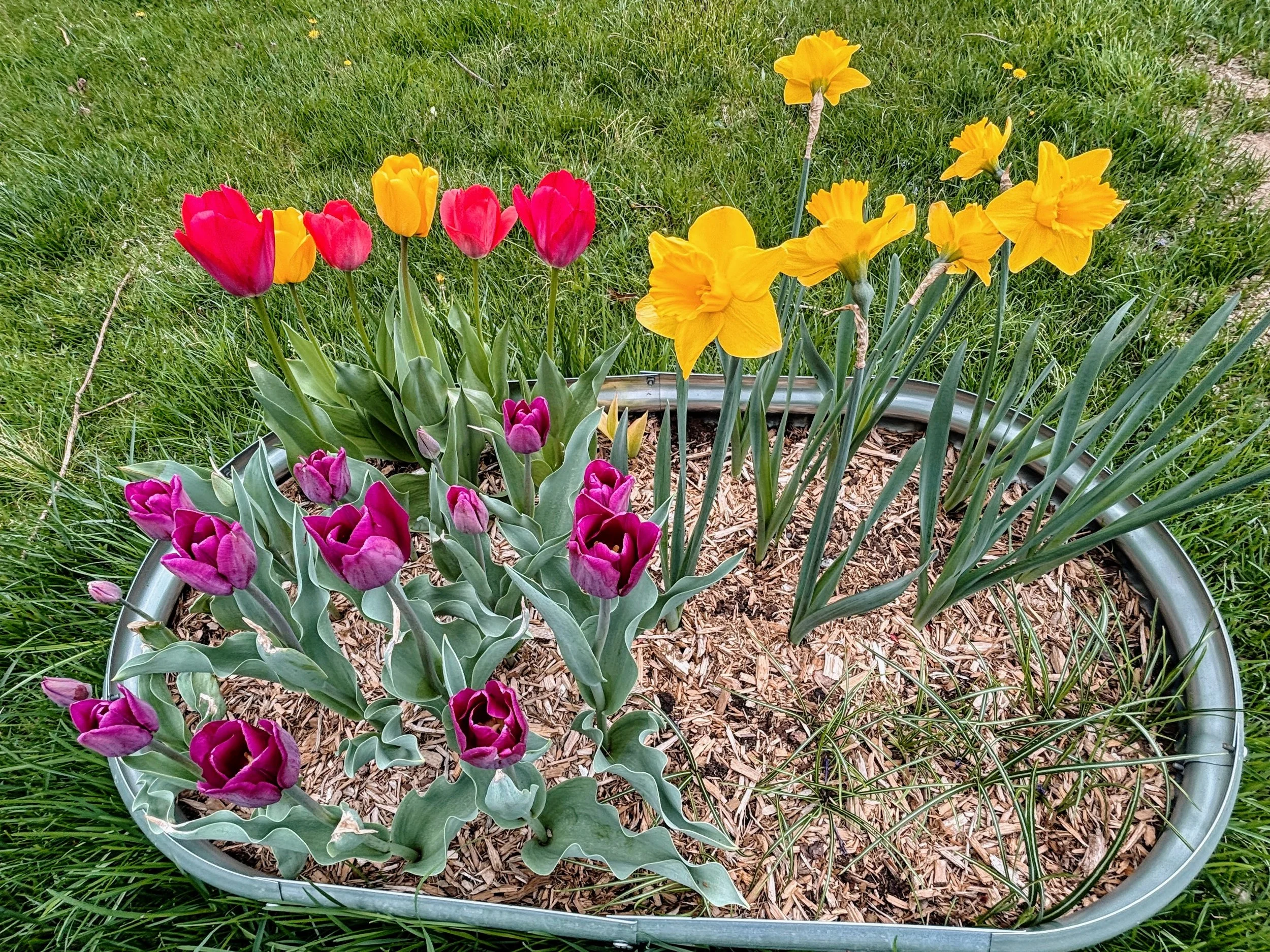 Meeting Spring with the Wisdom of the Wood Element