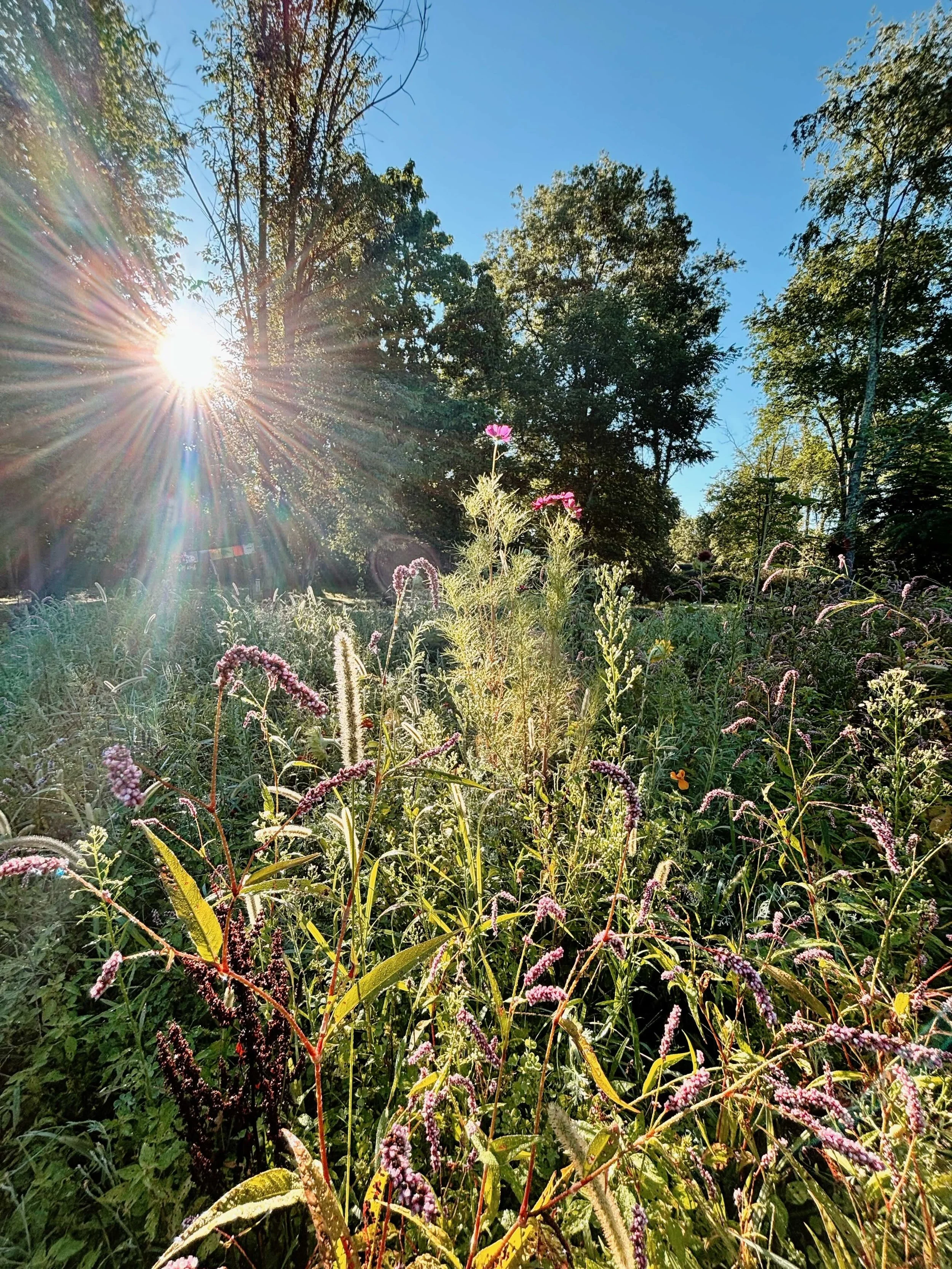 Radiance Without Burnout: The Wisdom of the Fire Element