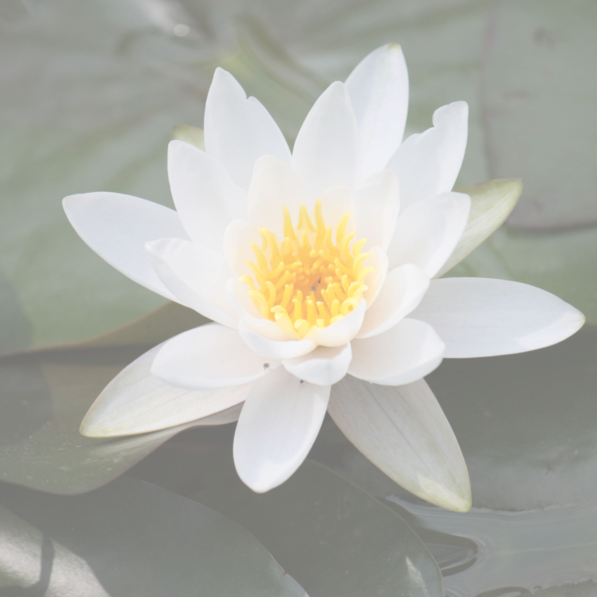 🪷 WITNESSING THE BREATH (VIPASSANA) - This practice invites you to observe each inhale and exhale with mindful awareness, supported by the soothing tones of crystal bowls and koshi chimes. A simple yet powerful way to slow down, recharge, and return