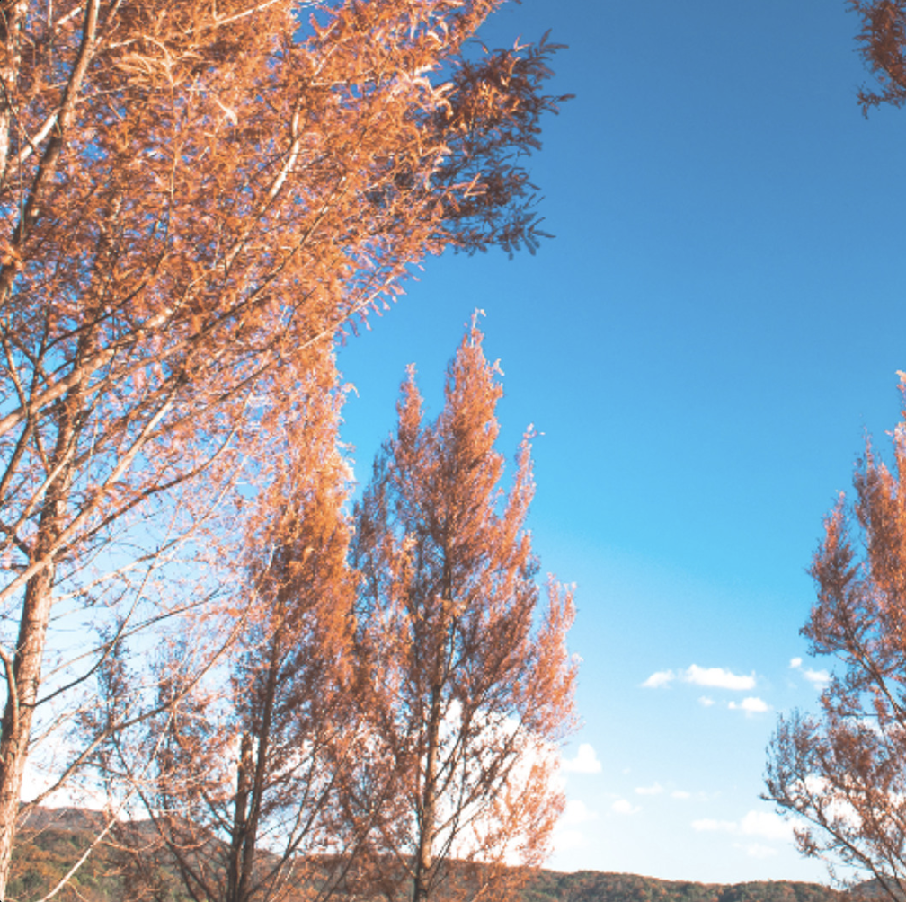 🎋 METAL ELEMENT: RELEASE AND REFINE - This guided journey invites you to breathe deeply, let go of what is ready to leave, and refine what remains. Through intentional breathwork, connection to Lung and Large Intestine energy, and a peaceful autumn 