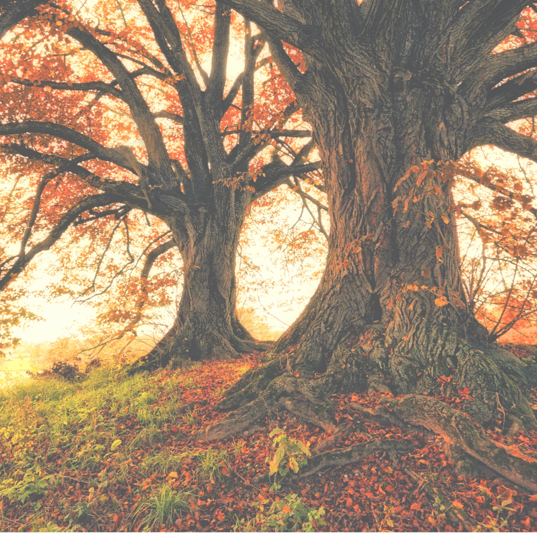 🪾 EARTH ELEMENT: NOURISH AND CENTER - This guided journey invites you into the still point within - the steady, nourishing presence of the Earth element. Through grounding breathwork, calming visualization, and imagery of harvest, you’ll reconnect w