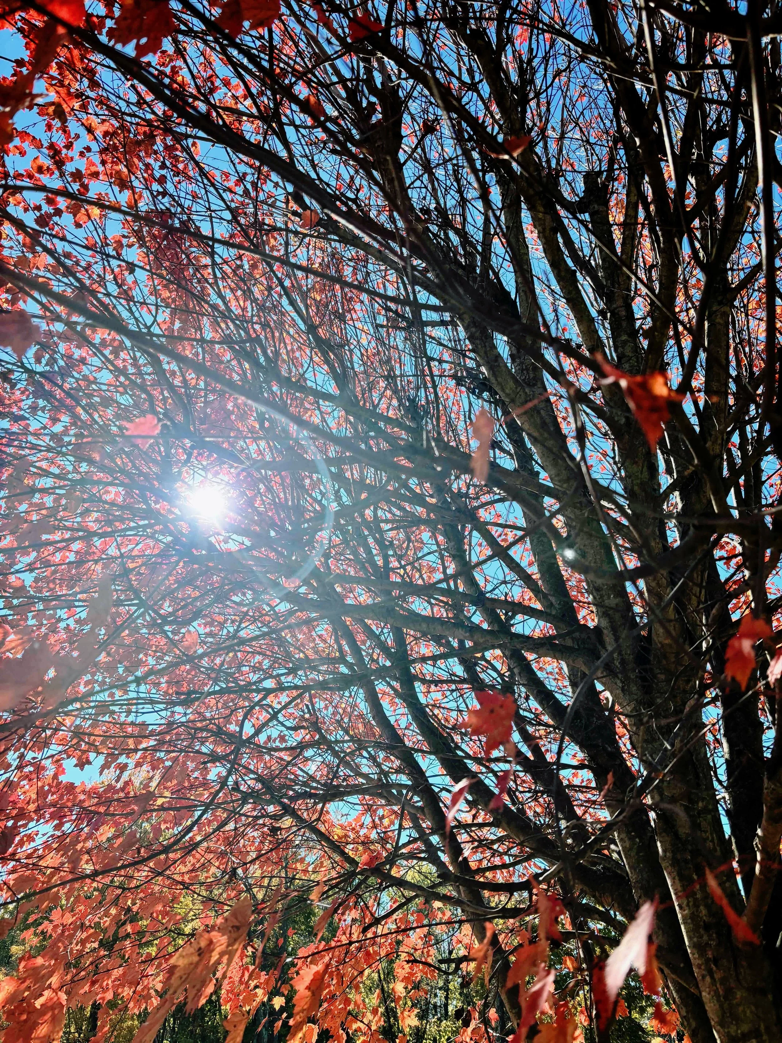 🍂 HARVEST. 
Letting go, gathering light, and finding beauty in change.