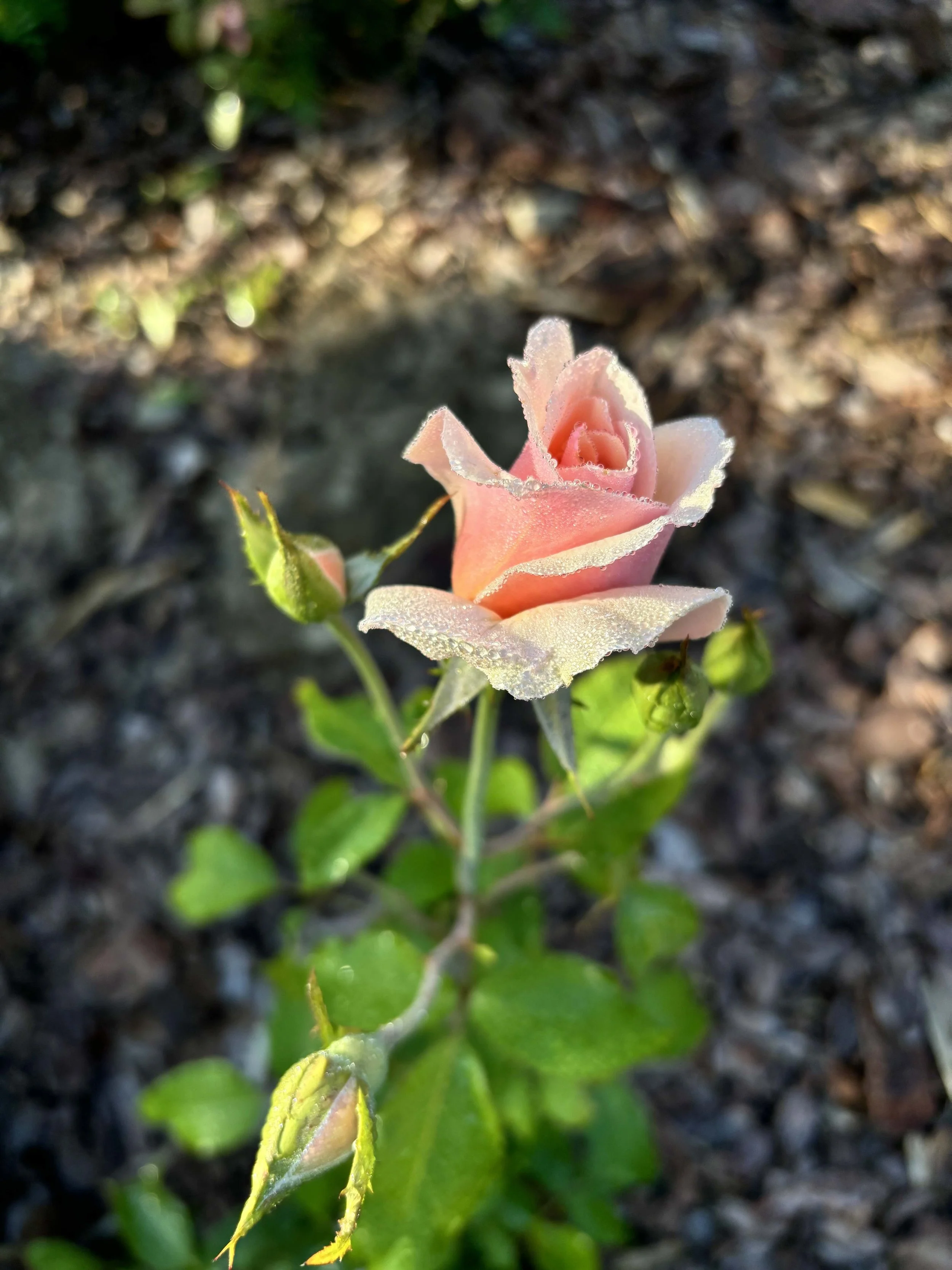 The Language of the Rose
