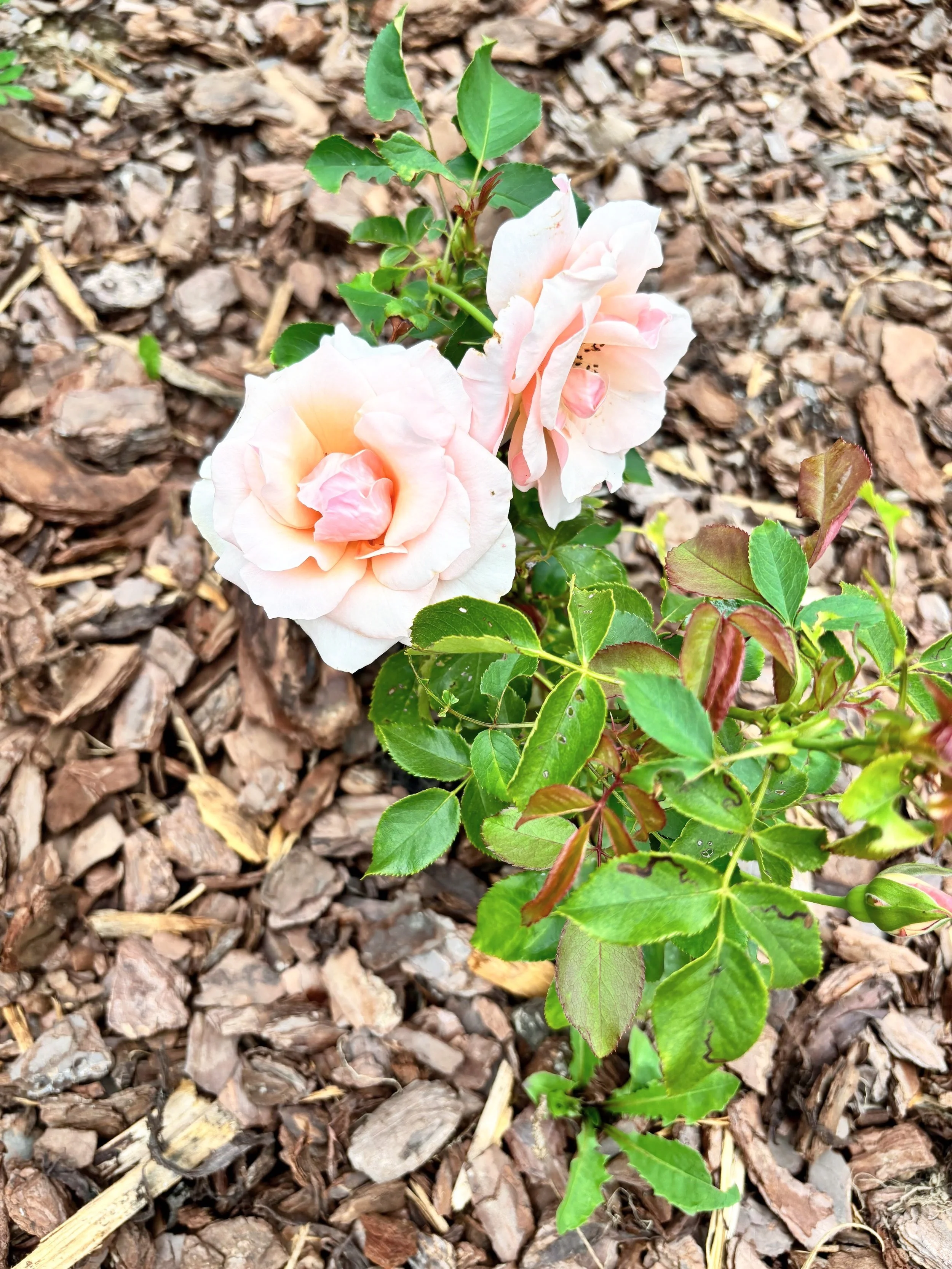 Delia Tarlea Energy Therapy