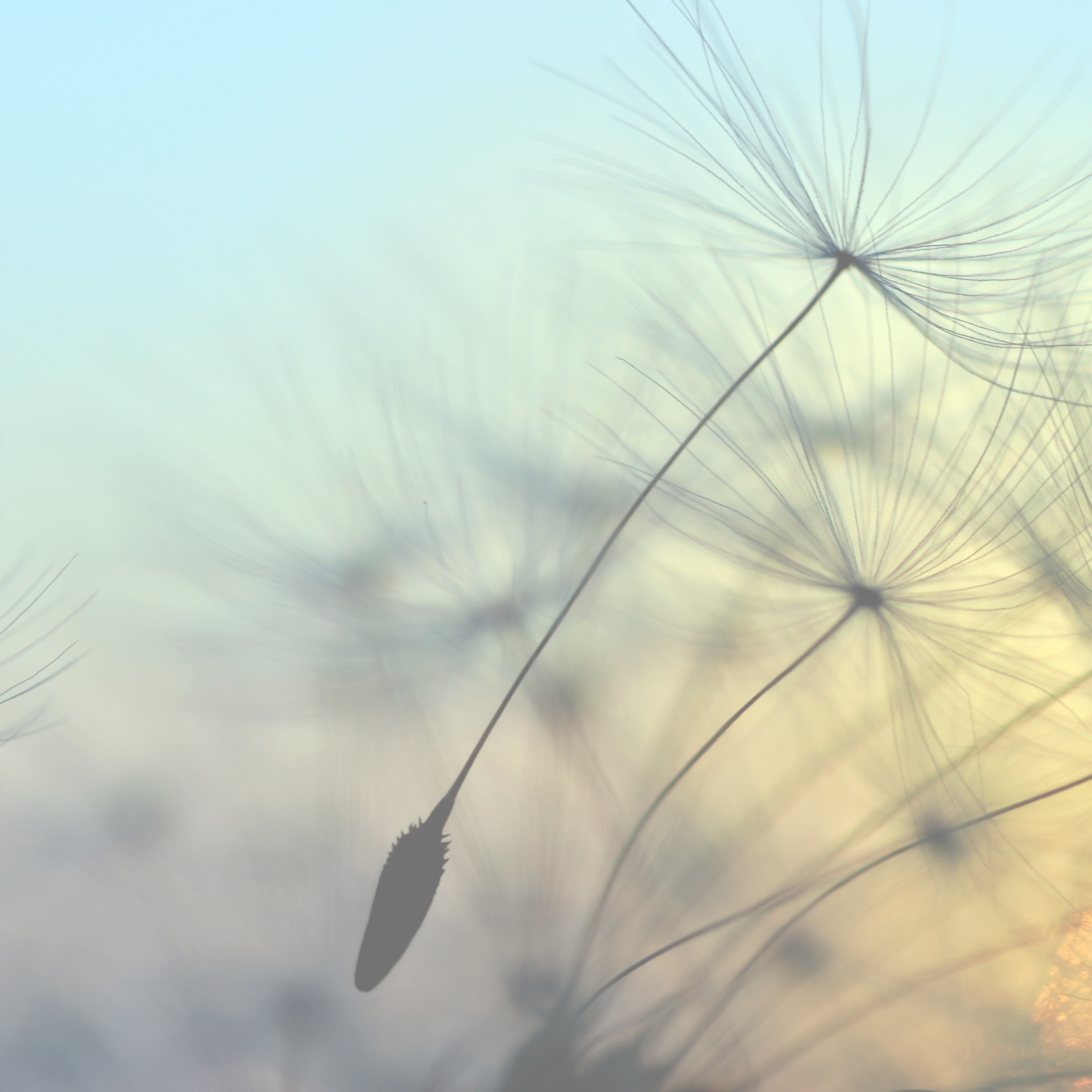 ✨ FEEL YOUR BREATH - This guided meditation helps you gently connect with your breath and explore deep, diaphragmatic breathing. A simple practice to ground your body and calm your mind.  (5 min)