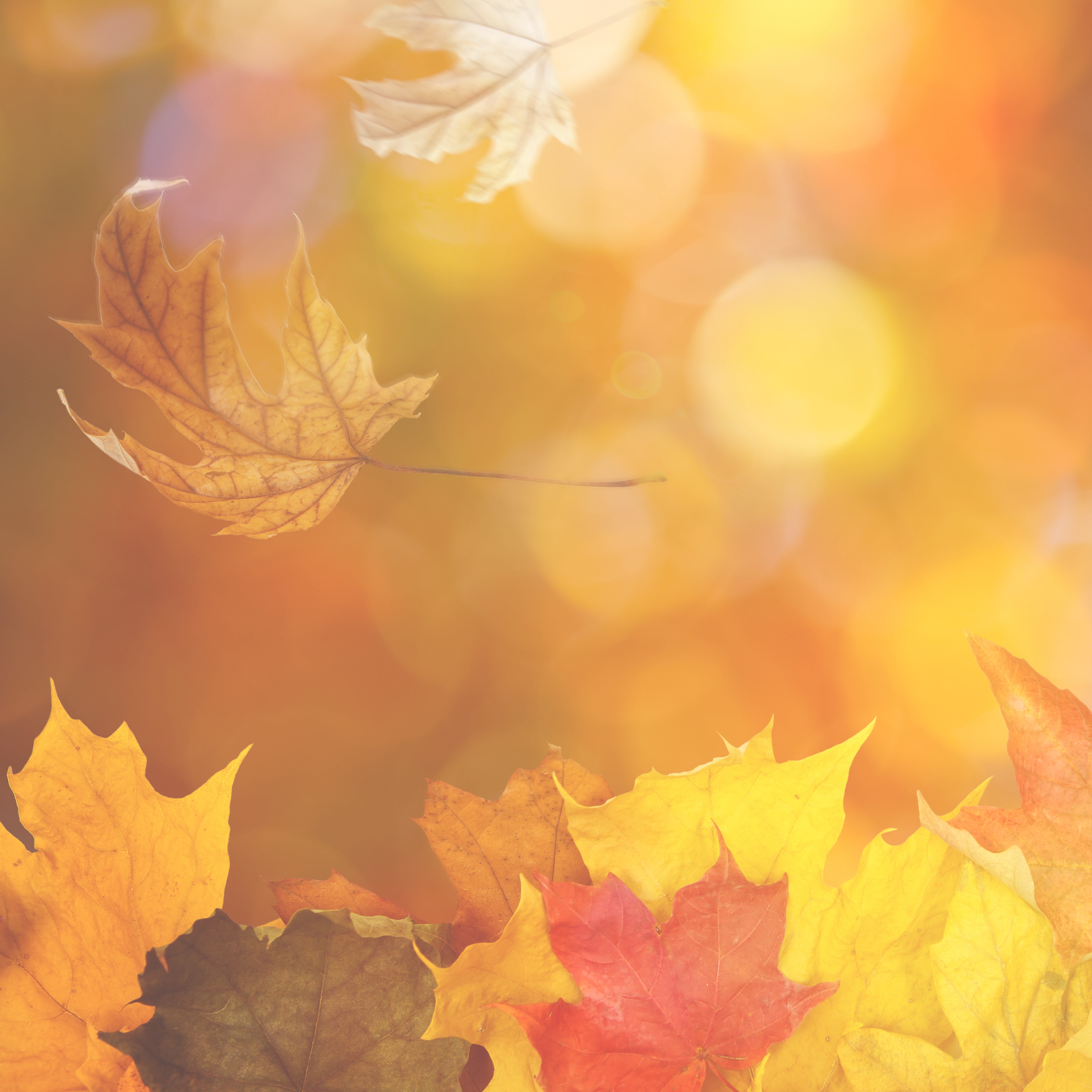 🍁 AUTUMN EQUINOX: BALANCE AND LETTING GO - A grounding, reflective guided meditation honoring the balance of light and dark at the Equinox.
