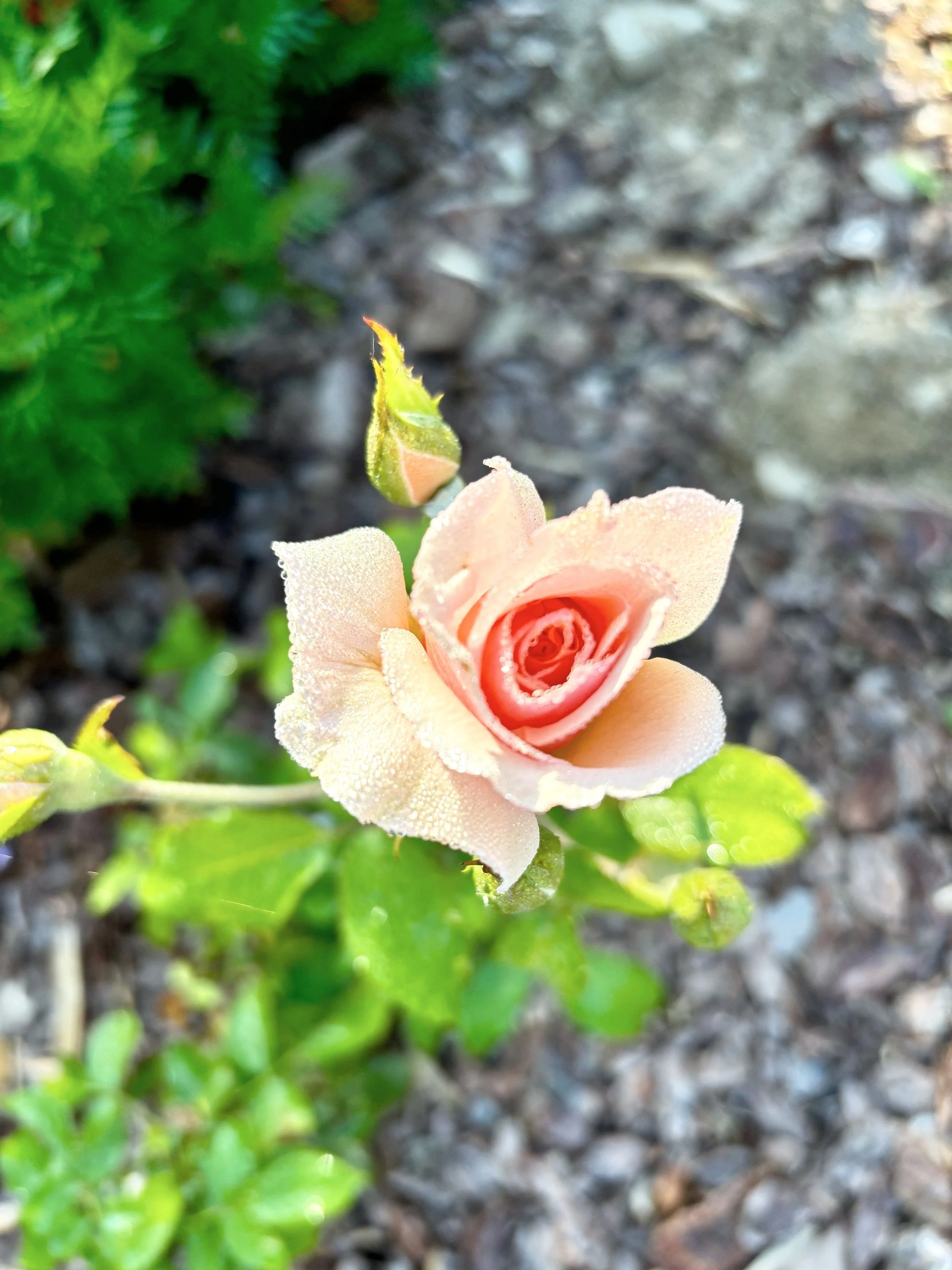 Delia Tarlea - holistic healing New Paltz