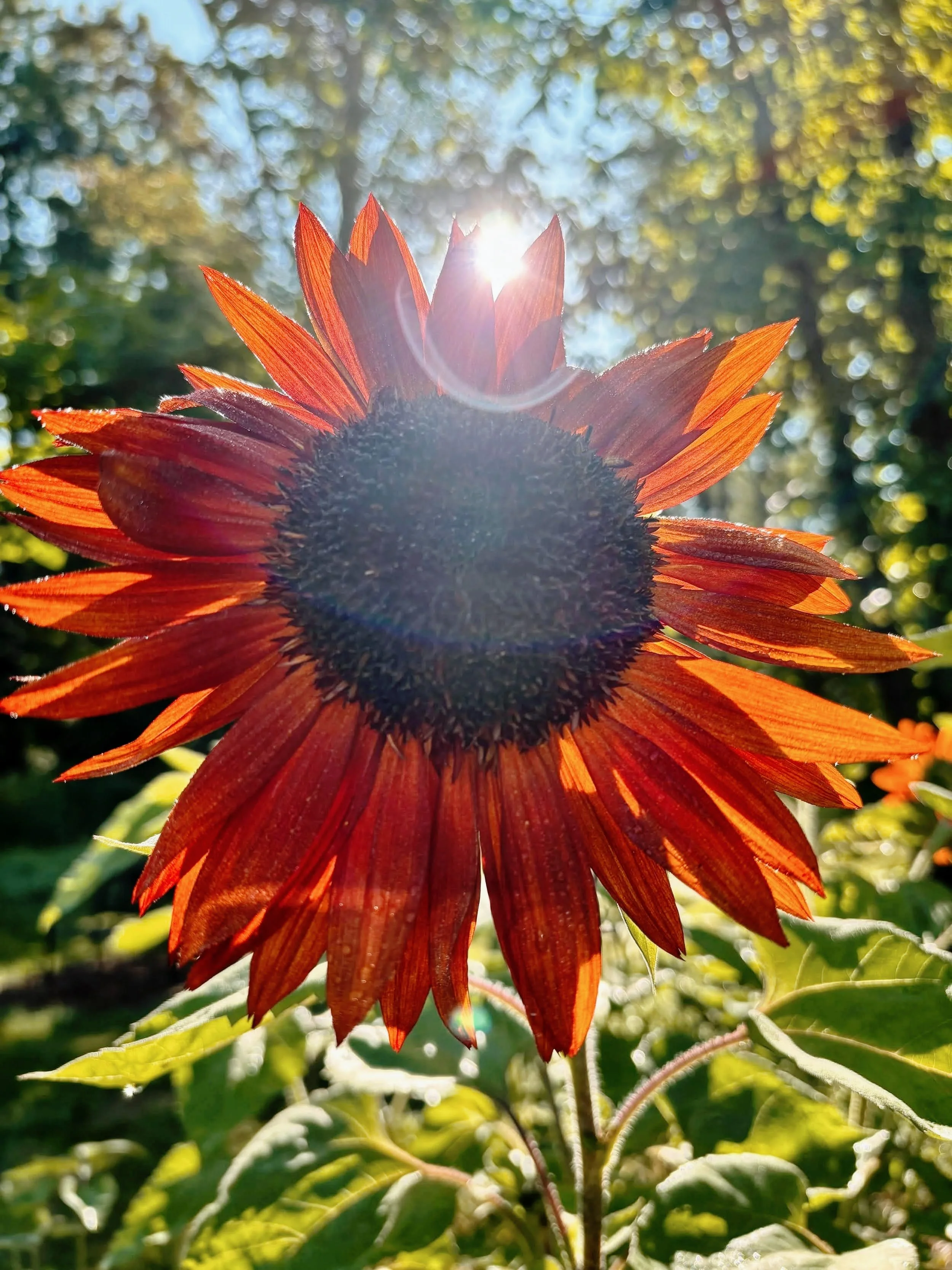 ☀️ ABUNDANCE.
Warmth, fullness, and the joy of the living world.