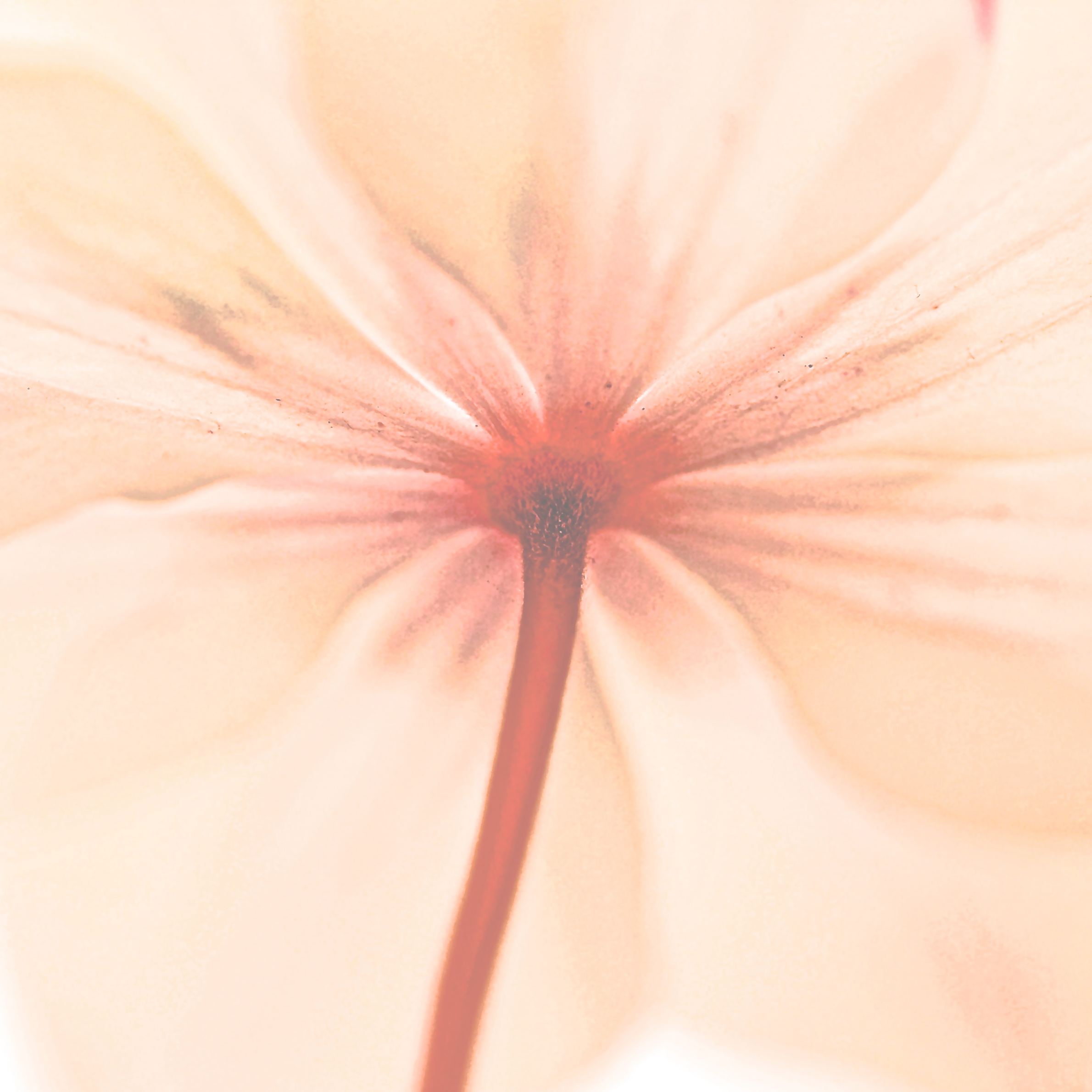 🌸 LONG, DEEP BREATHING - Discover the power of diaphragmatic breathing and the restorative benefits it brings to body and mind. Guided by the soothing tones of crystal singing bowls, this timeless practice helps you realign, calm your nervous system