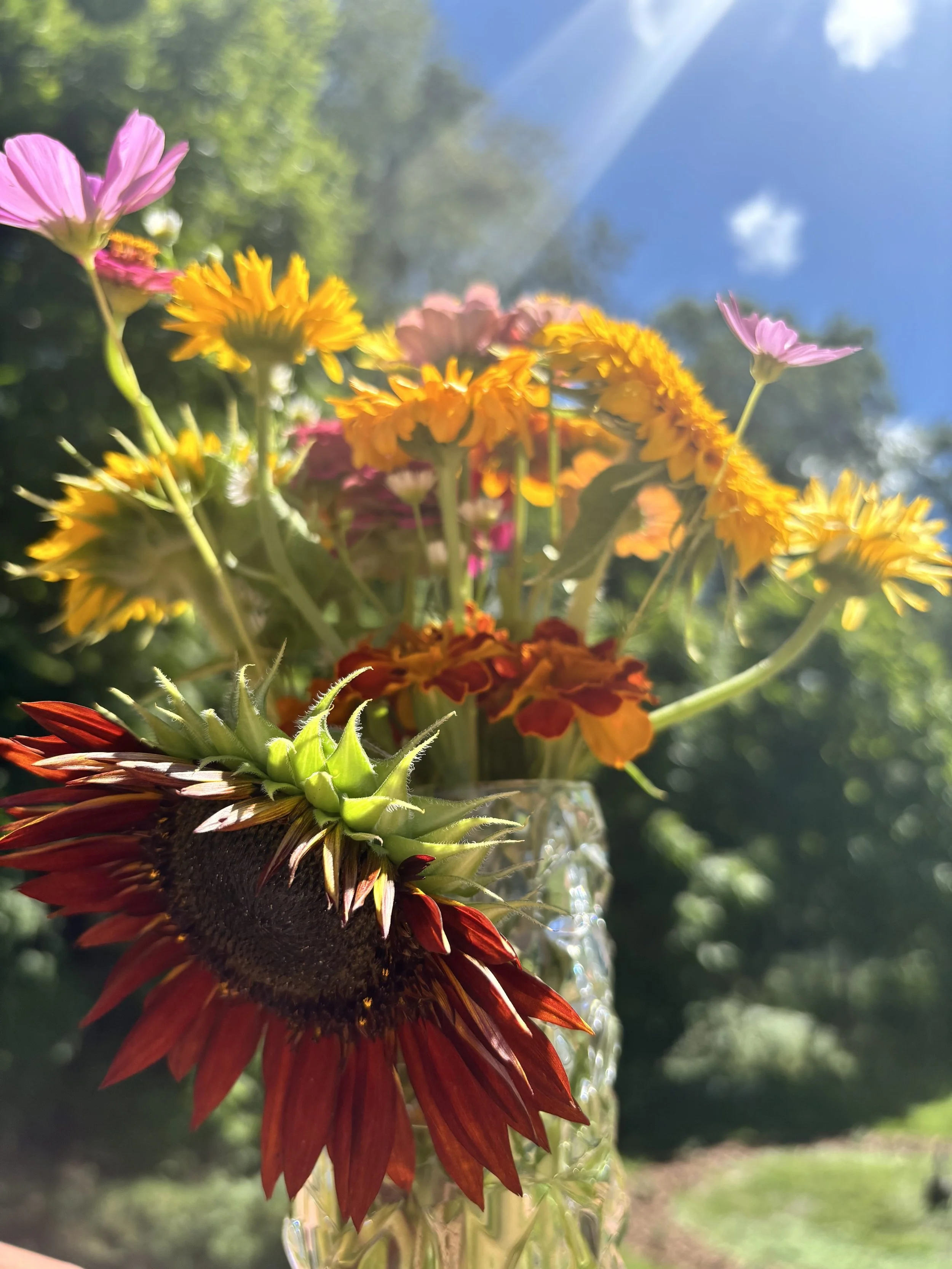 🌞 FIRE ELEMENT: RADIATE AND CONNECT - A vibrant, heart-centered practice igniting joy, warmth, and authentic connection - inviting us to radiate outward while staying rooted and resourced. 