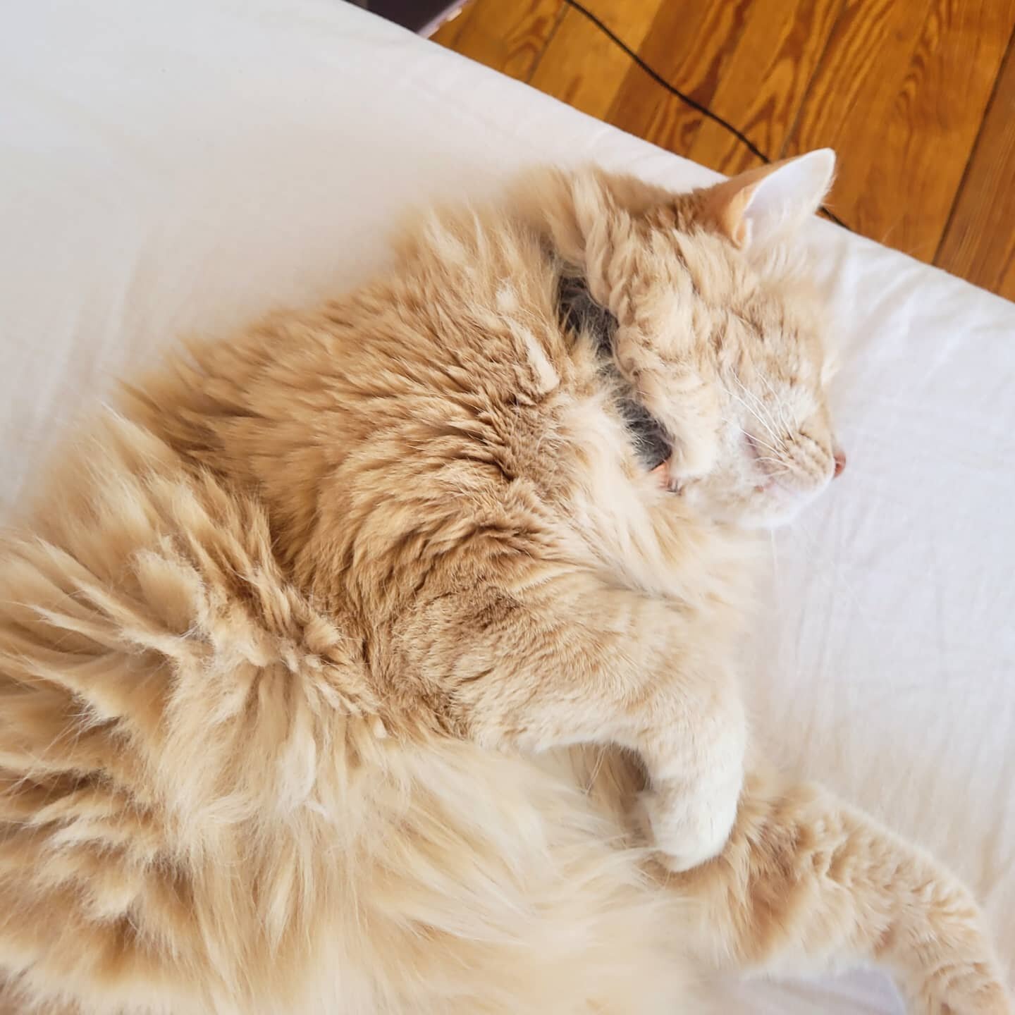 This long weekend is the perfect time to catch up on some much-needed rest!🐱💤
.
.
.
#catsofinstagram #cookingandcats #longweekend #memorialday #cute #cats #kitten #sleep #petstagram #instagood #photography #rainyday #instacat #adoptdontshop #bedhea