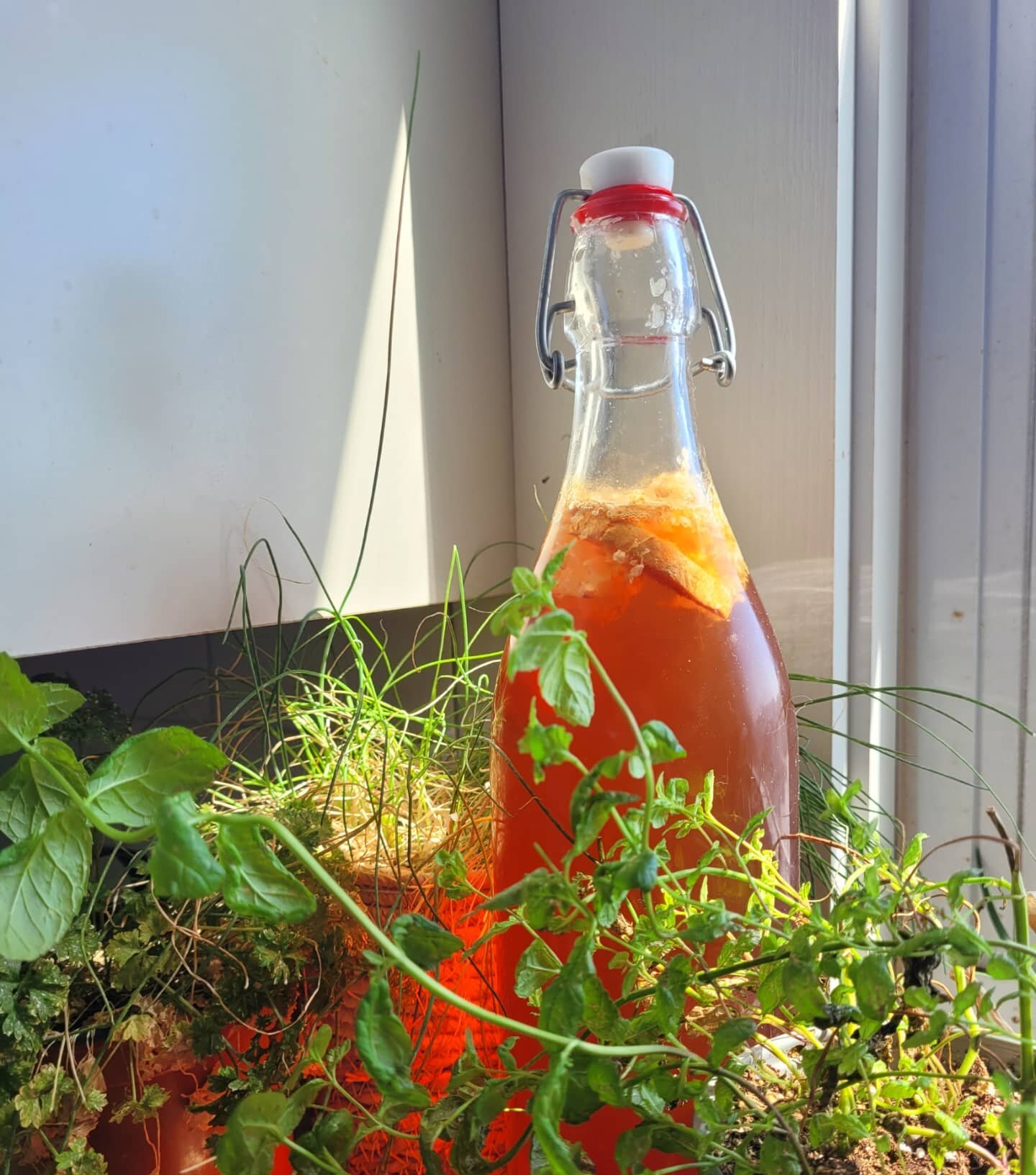 The magic of homemade kombucha early in the morning is unmatched! Keep your eyes out this week for some booch recipes🌱🍻
.
What is kombucha? It's a fermented black tea base that you can flavor with almost anything from fruits to honeycomb to lavende