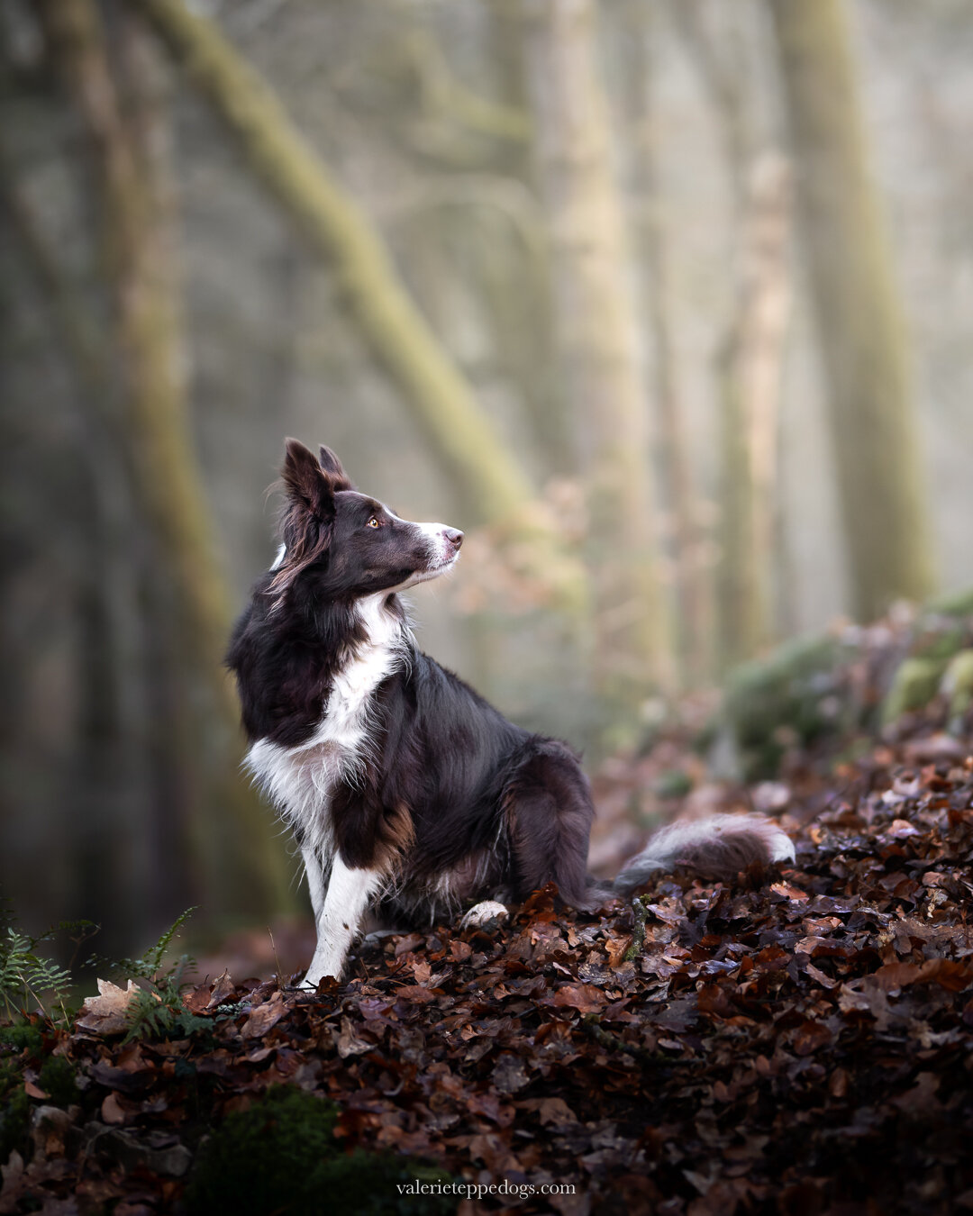 Le beau Django &agrave; la fin de l'hiver. J'adore cette couleur pour un border colle, il est couleur de feuilles d'automnes, un vrai chien de la for&ecirc;t !

Vous voulez vivre une s&eacute;ance photo avec moi ? 
Contactez moi par message priv&eacu