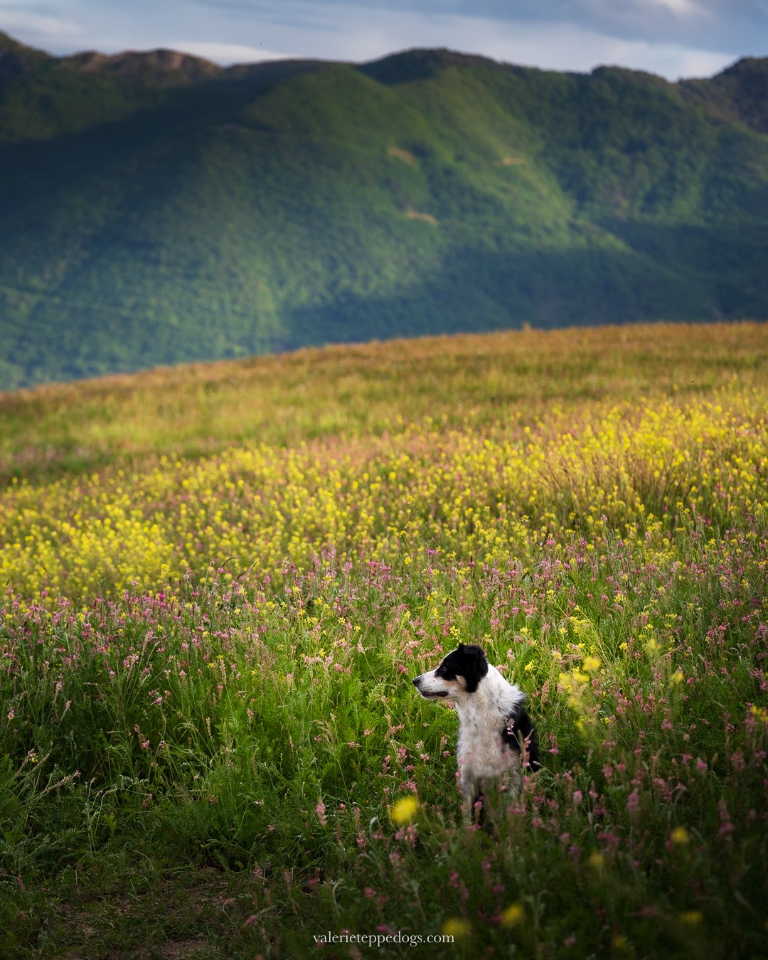 Voici Lala dans les fleurs de la montagne au printemps. Photographier les chiens c'est aussi faire une ode &agrave; la nature et &agrave; sa beaut&eacute;. Les montagnes et ce tapis de fleurs jaunes et roses sont un pansement tr&egrave;s efficace pou