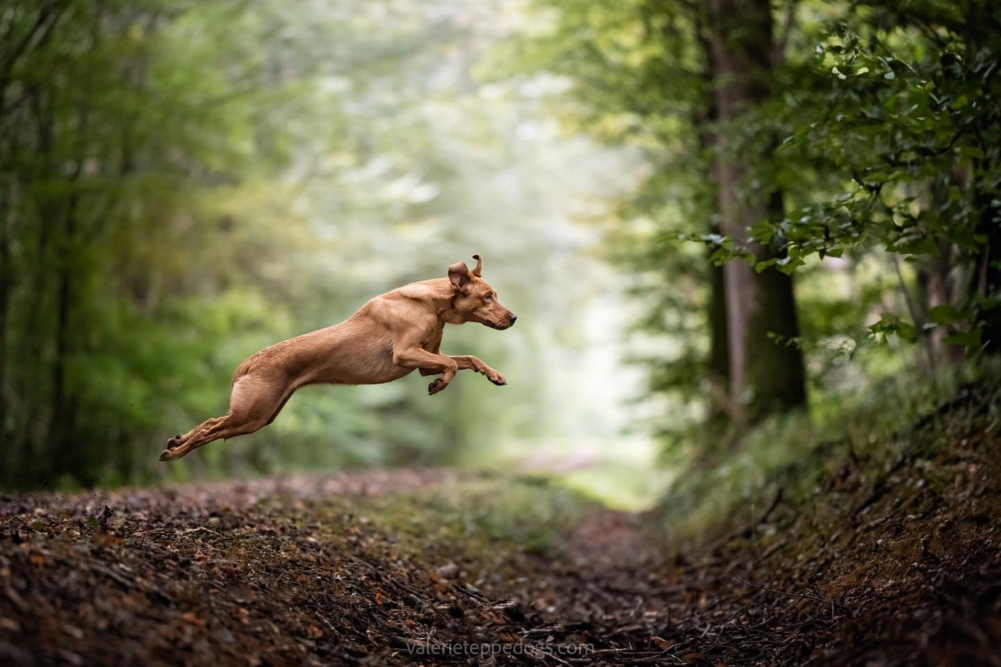 Flying steady ! 
Lors d&rsquo;une belle balade en for&ecirc;t de Rambouillet avec Marjorie @marjorie_wittyfox 
J&rsquo;ai rencontr&eacute; cette incroyable chienne, toute en &eacute;nergie, digne d&rsquo;une lign&eacute;e travail de labrador. Cela a 