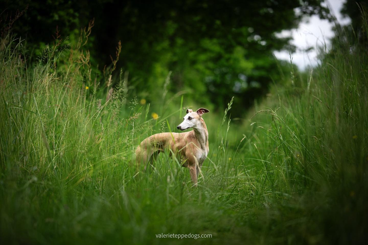 Du vert ! Avec la jolie Framboise dans le printemps. Je suis amoureuse des whippets, ils ont la gr&acirc;ce et la puissance, et cette gentillesse&hellip; 
J&rsquo;ai pu &eacute;galement prendre un petit bain de chiots mignons 🥰 

#whippet #chienheur