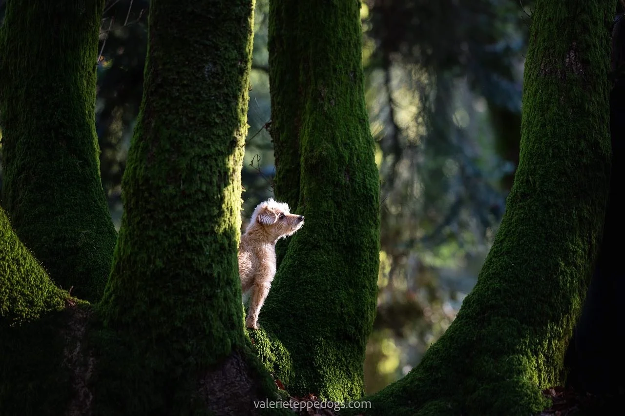 Voici le merveilleux petit Paco lors de cette jolie s&eacute;ance en for&ecirc;t de Chabri&egrave;res en novembre dernier. Ce petit chien au grand c&oelig;ur luttait d&eacute;j&agrave; contre la maladie mais il ne montrait rien et a pris un grand pla
