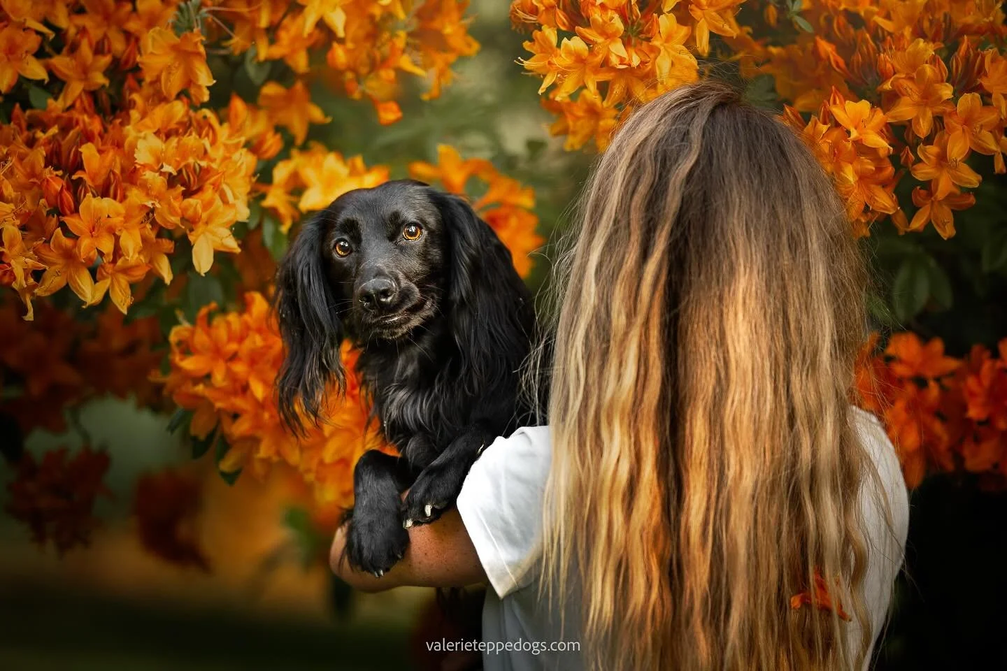 De la couleur par ici avec Zorro et son humaine dans les rhododendrons incroyables qui sont derri&egrave;re mon portail. Je n&rsquo;en ai jamais vu ailleurs de cette couleur&hellip;
Cela va &agrave; ravir au petit chien noir, aussi noir que sa gardie