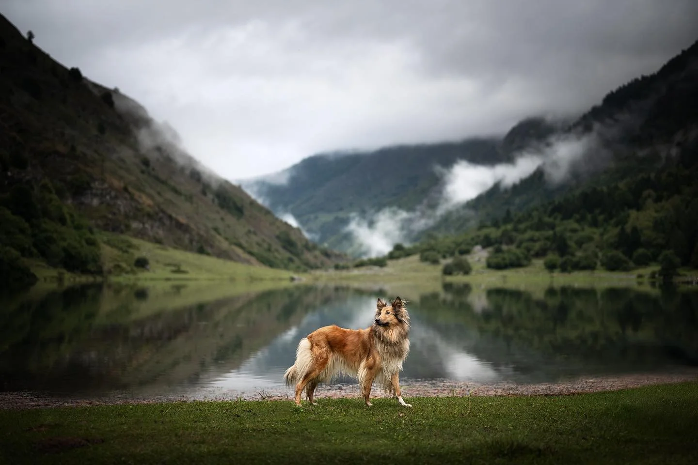Voici la belle Nala au lac d&rsquo;Estaing en septembre dernier, hollandaise d&rsquo;origine 🙂
Que j&rsquo;aime ces montagnes pyr&eacute;n&eacute;ennes avec les nuages accroch&eacute;s aux sapins&hellip; m&ecirc;me s&rsquo;il pleut (il avait plu tou