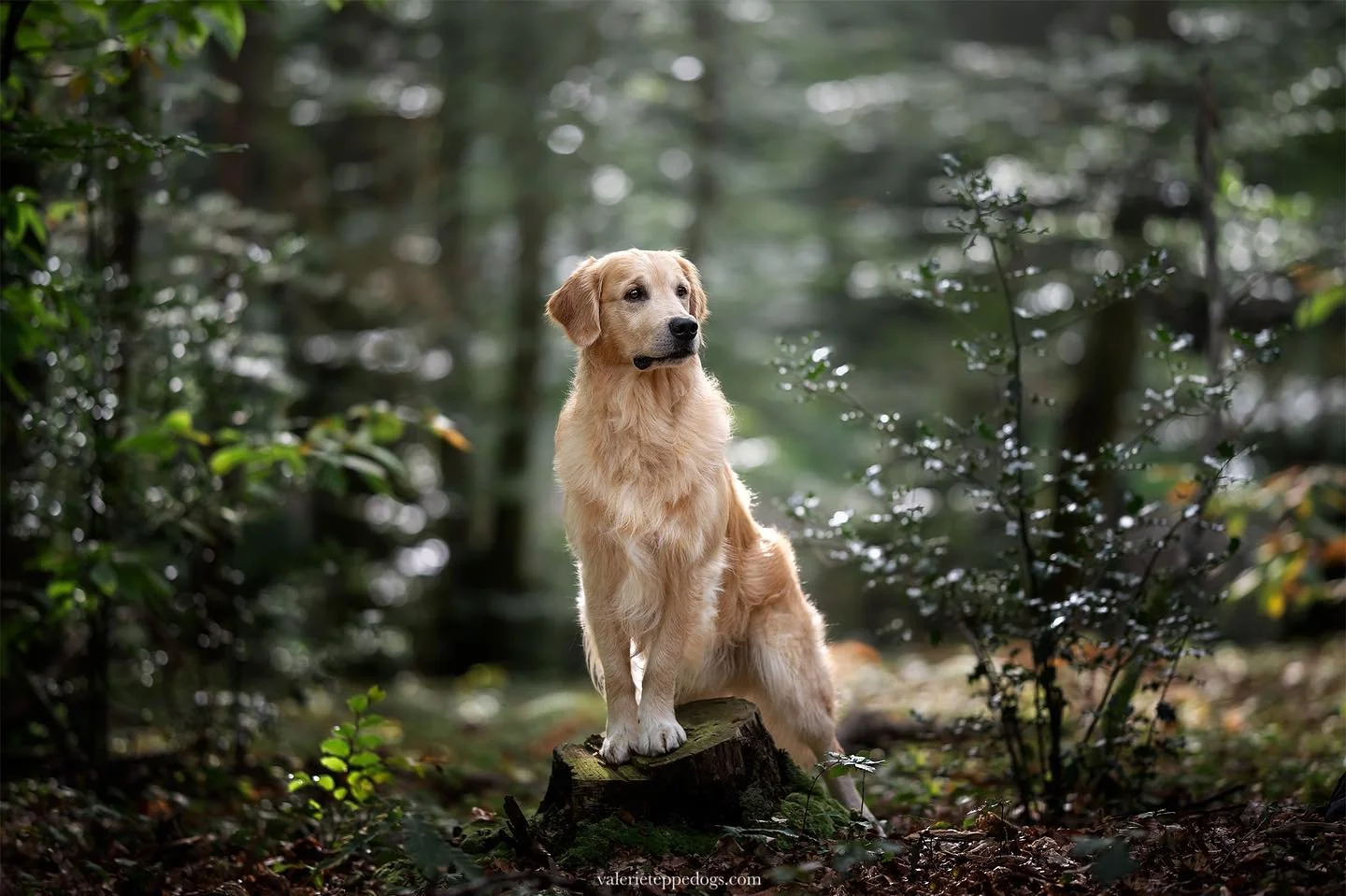 Il n&rsquo;y a rien &agrave; dire &agrave; part que les goldens sont des chiens magnifiques. Enfin celui ci particuli&egrave;rement.
On peut les mettre n&rsquo;importe o&ugrave; ils sont simplement beaux et impliqu&eacute;s : parce qu&rsquo;avoir du 