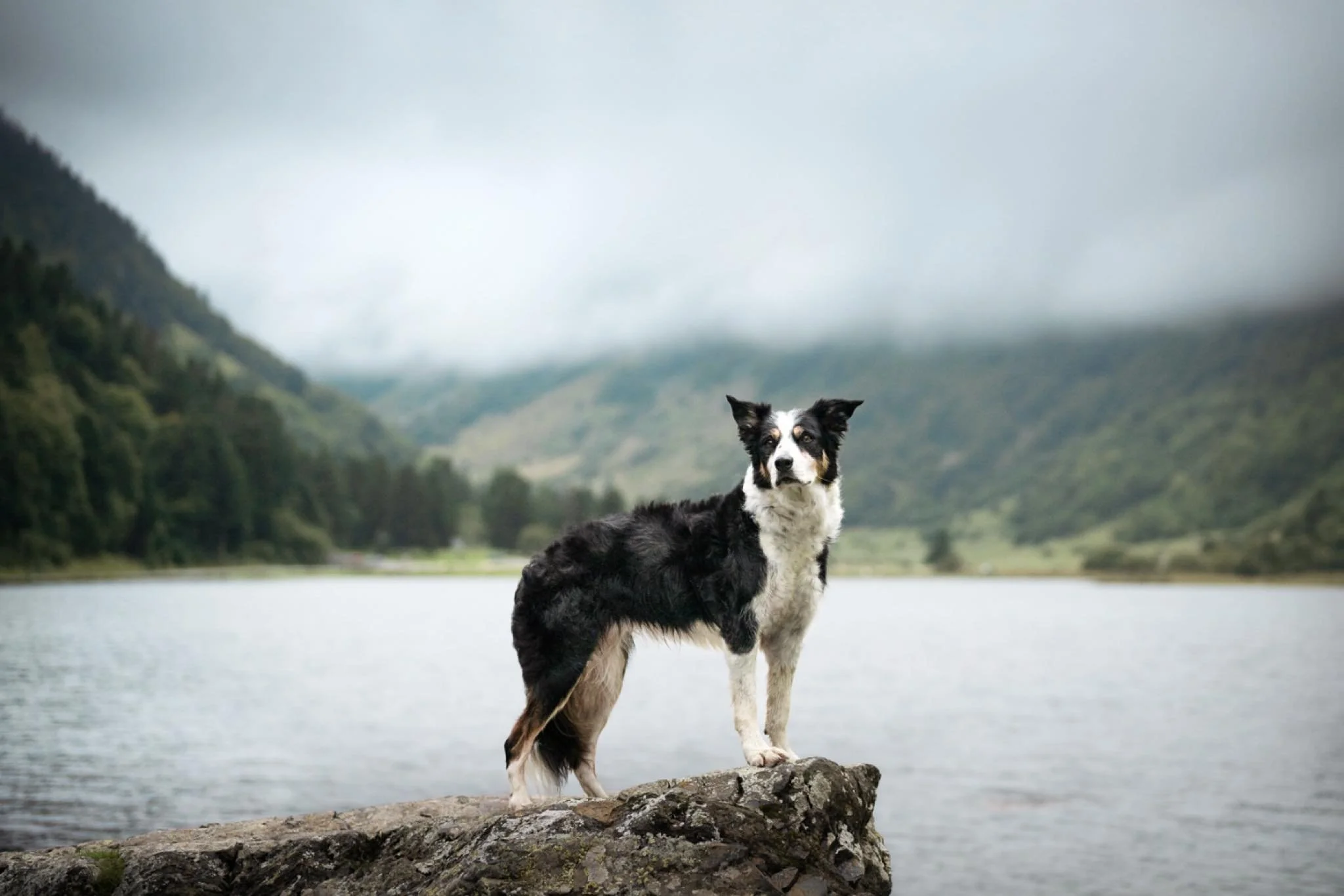 Ma belle Lala au lac d&rsquo;Estaing il y a pile un an.

J&rsquo;ai d&eacute;j&agrave; trois s&eacute;ances r&eacute;serv&eacute;es l&agrave; bas autour du week-end du 20 septembre. Il reste un cr&eacute;neau. Pour en savoir plus, contactez moi par M