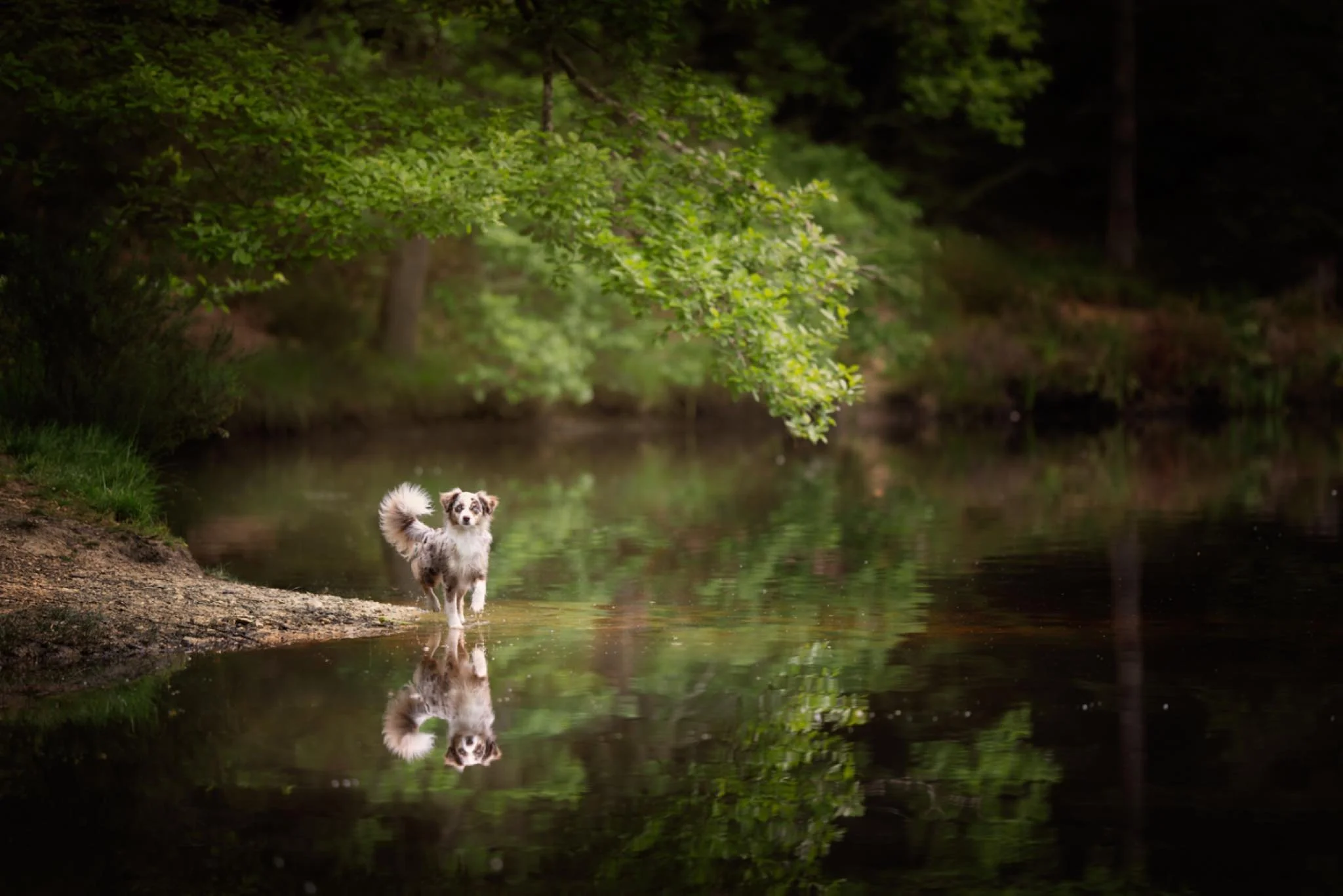 Voici la petite Reinette au bord d&rsquo;un &eacute;tang cach&eacute; dans la grande for&ecirc;t de Rambouillet. 
Reinette est une berger americain miniature, elle est toute petite avec une &eacute;nergie incroyable !
Je suis la plus heureuse quand j
