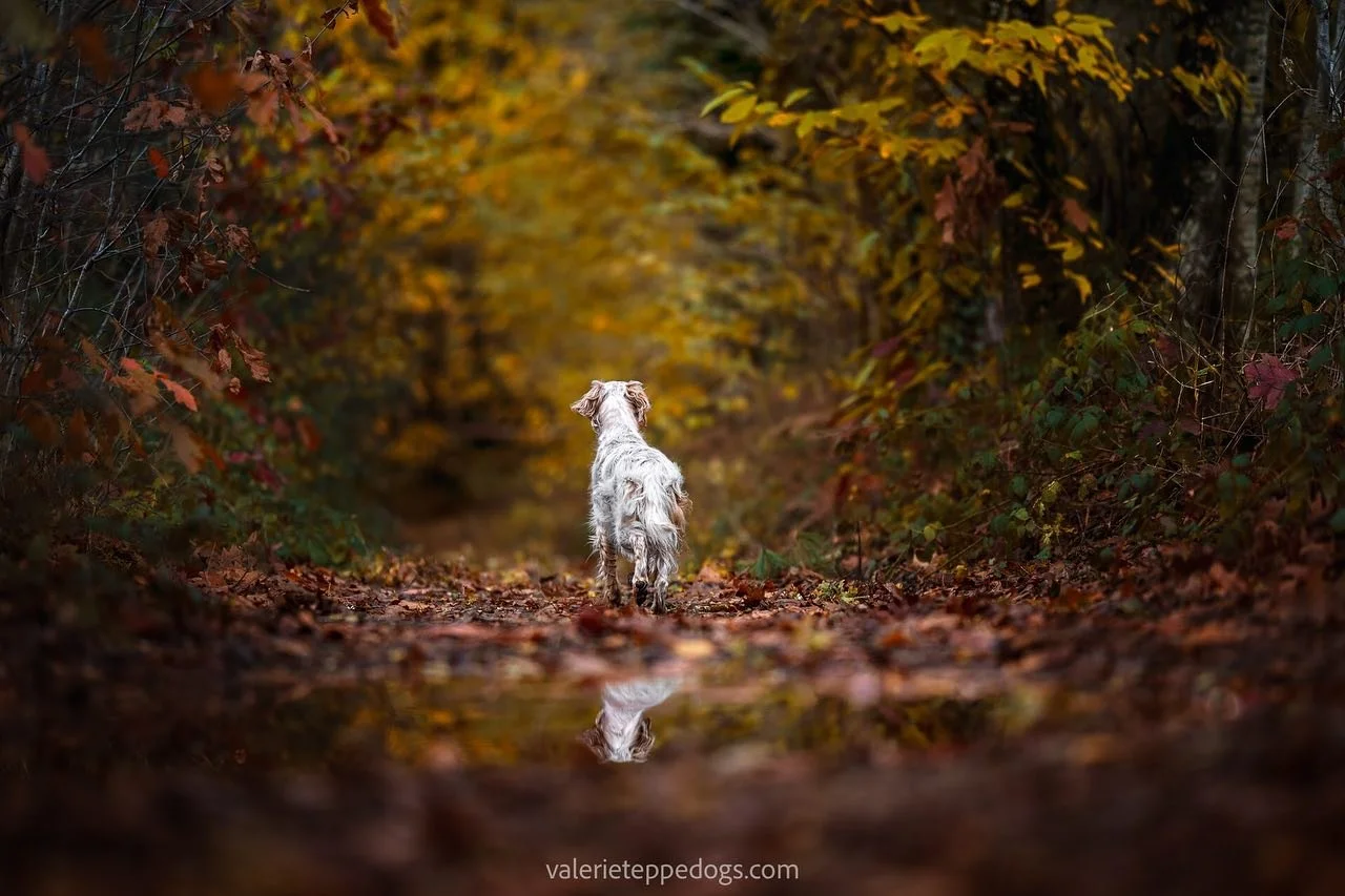 La belle Ness couleur d&rsquo;automne. Vous aussi vous trouvez qu&rsquo;elle s&rsquo;harmonise parfaitement avec les feuilles de cette merveilleuse saison ?
Je me souviens des deux setters absolument survolt&eacute;es et j&rsquo;avais eu l&rsquo;impr